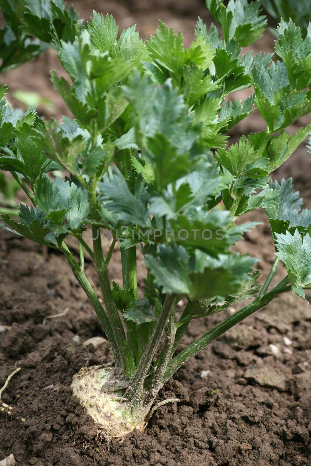 Celery in a vegetable garden