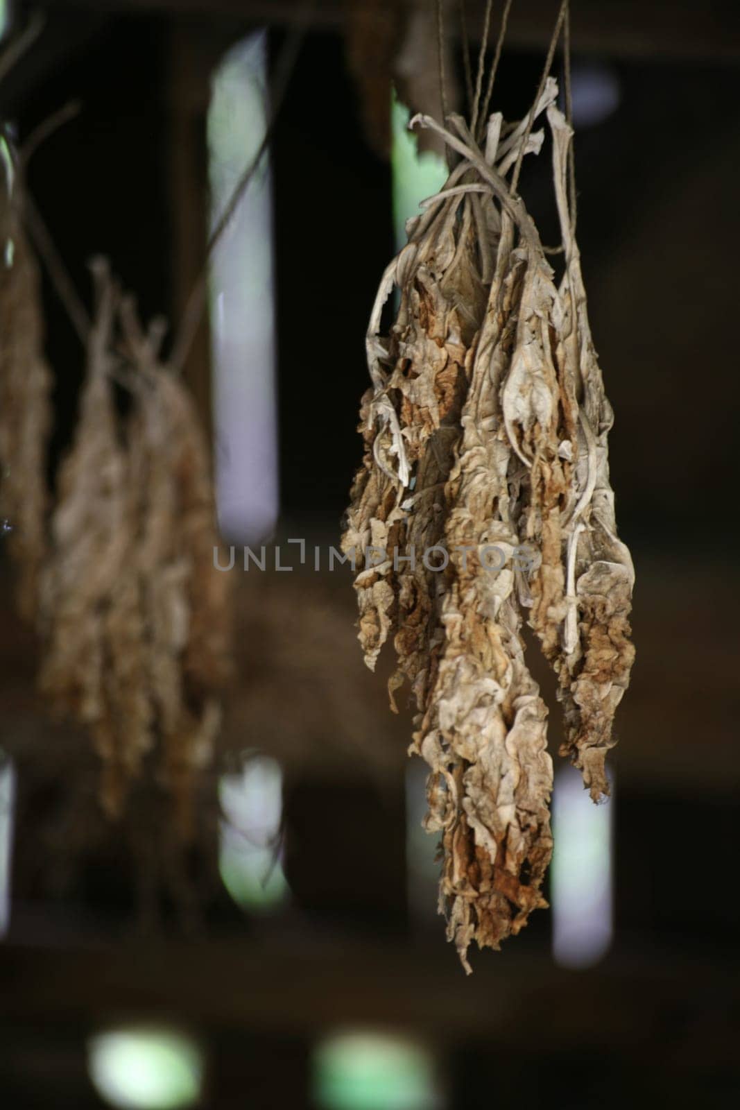 Tobacco leaves hung to dry
