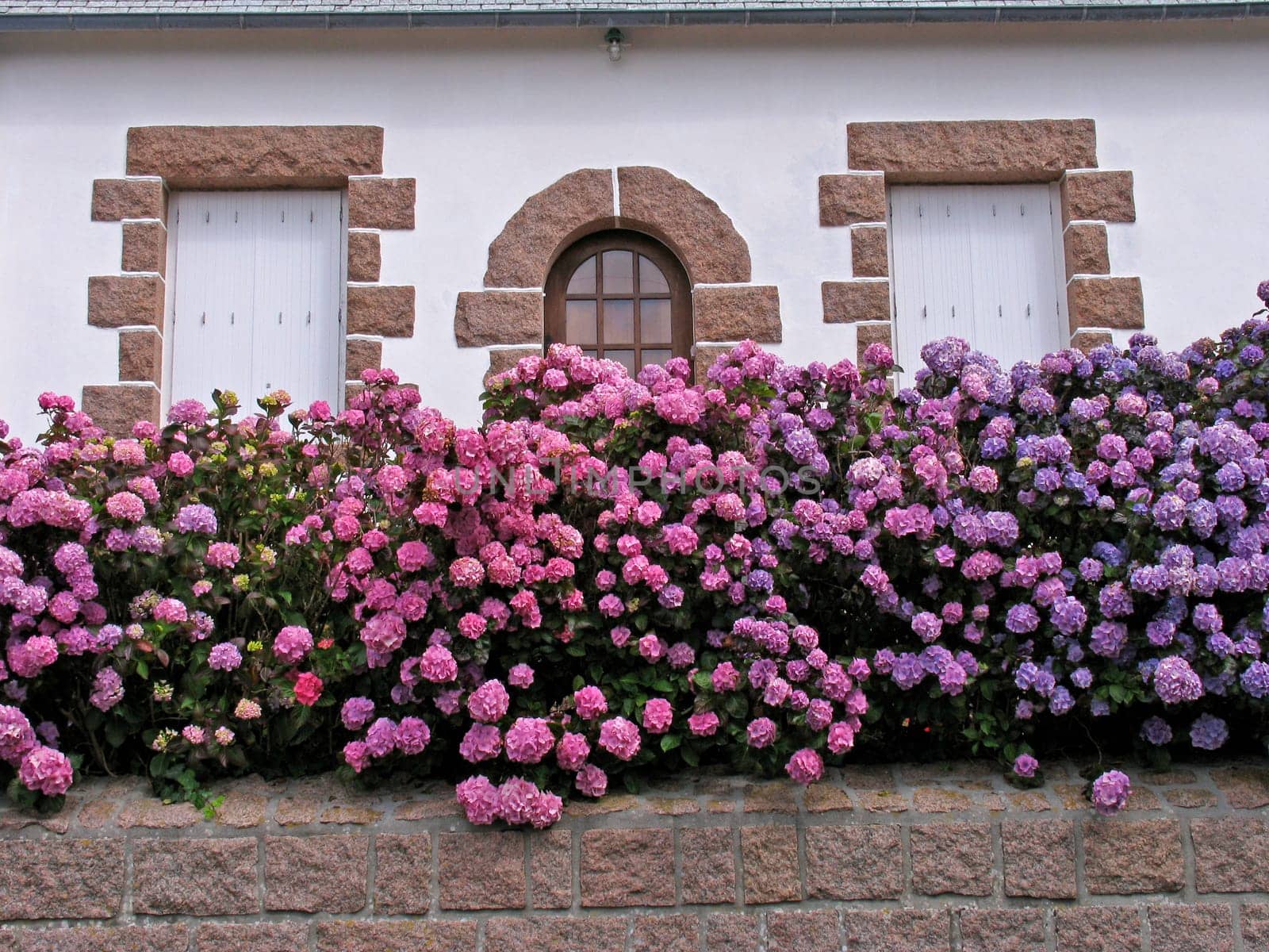 House with hydrangeas,Hortensia