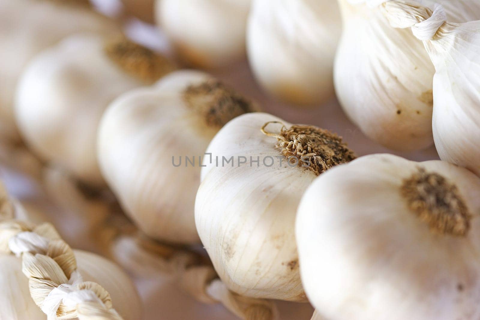 Garlic