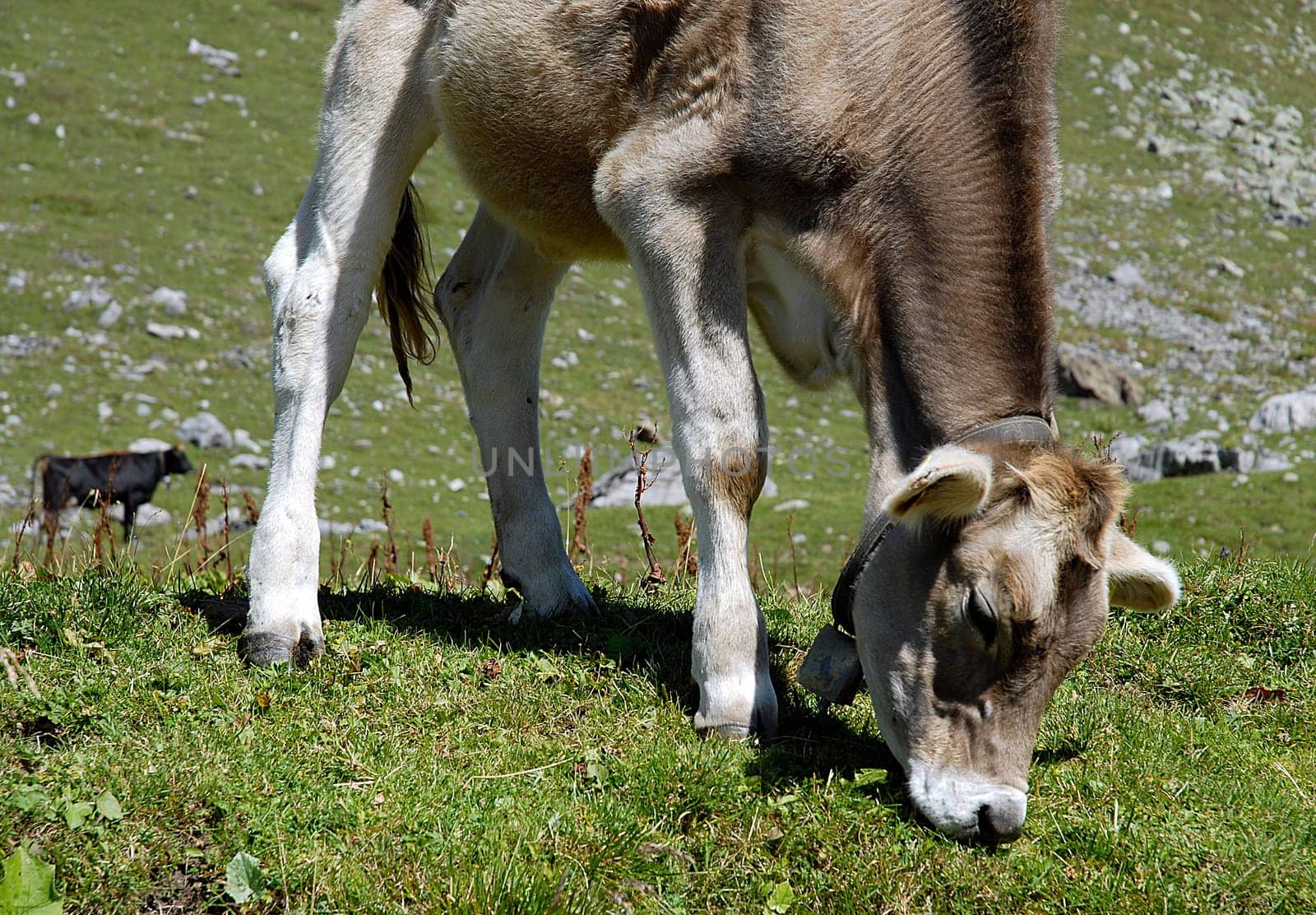 Calves