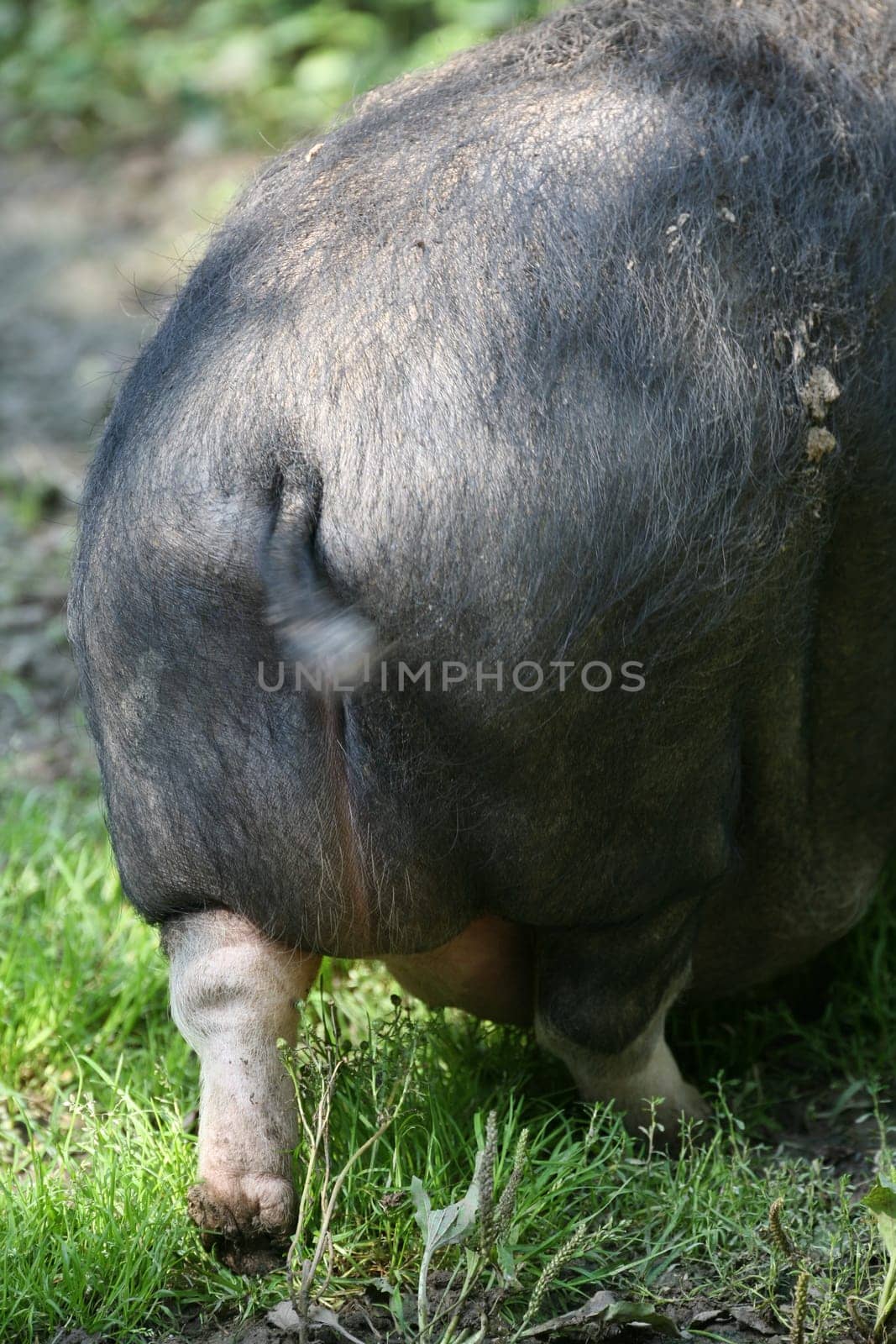 These pigs are mainly kept as pets in Vietnam