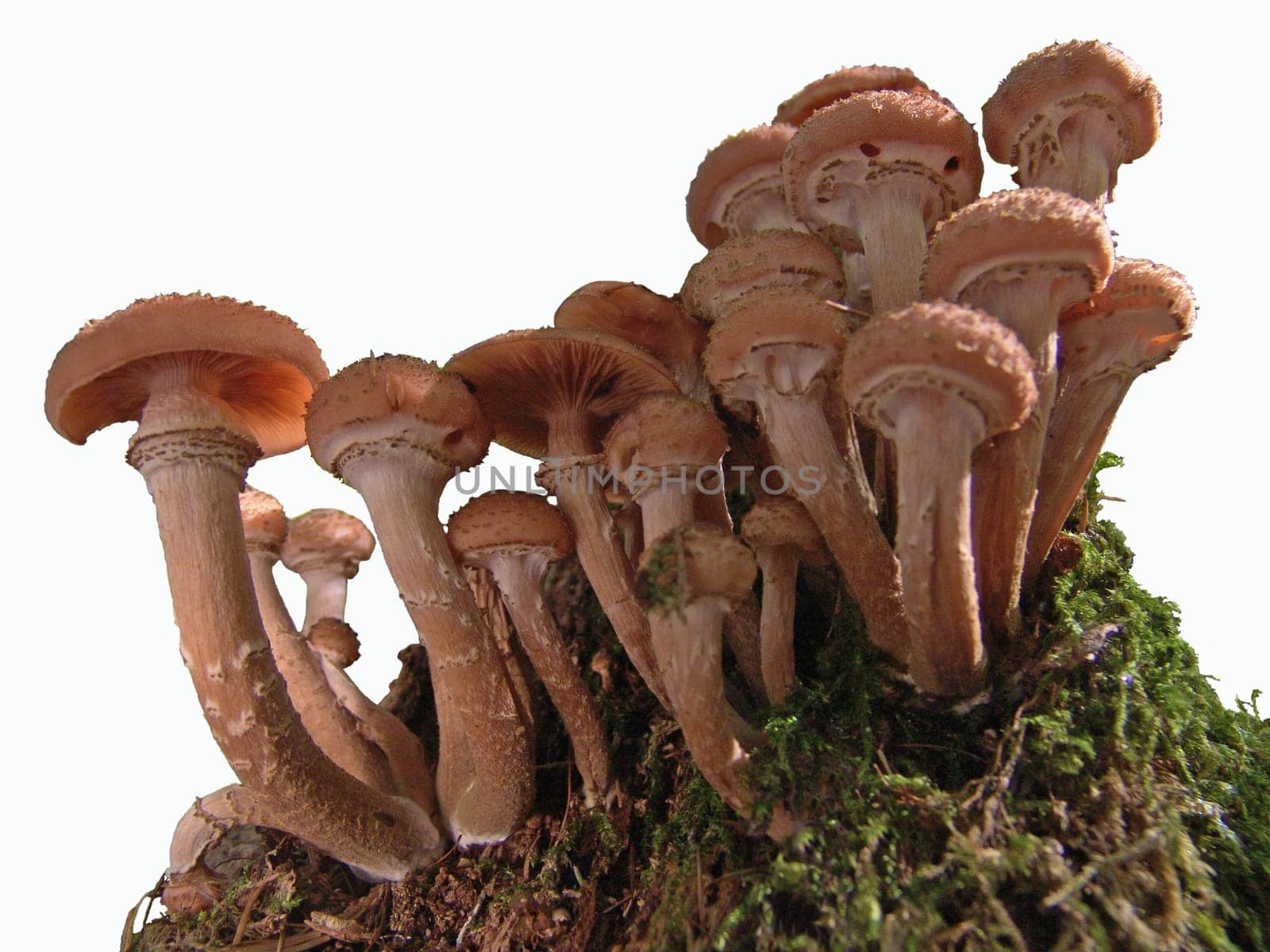 Honey fungus