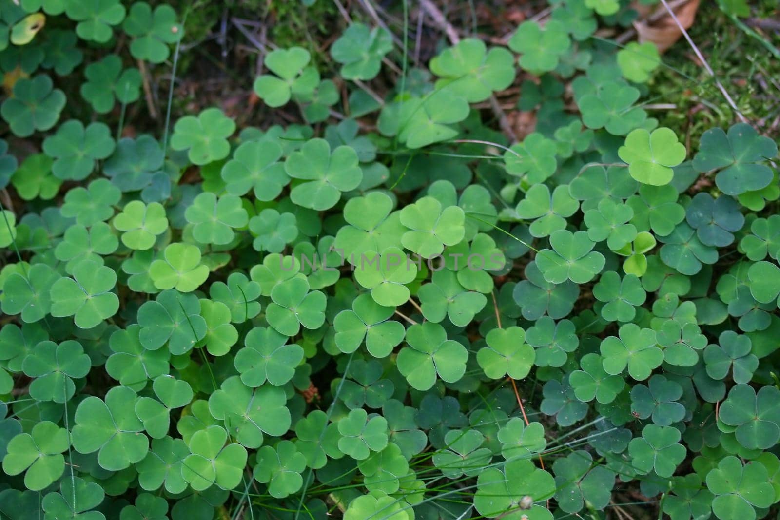 wood sorrel