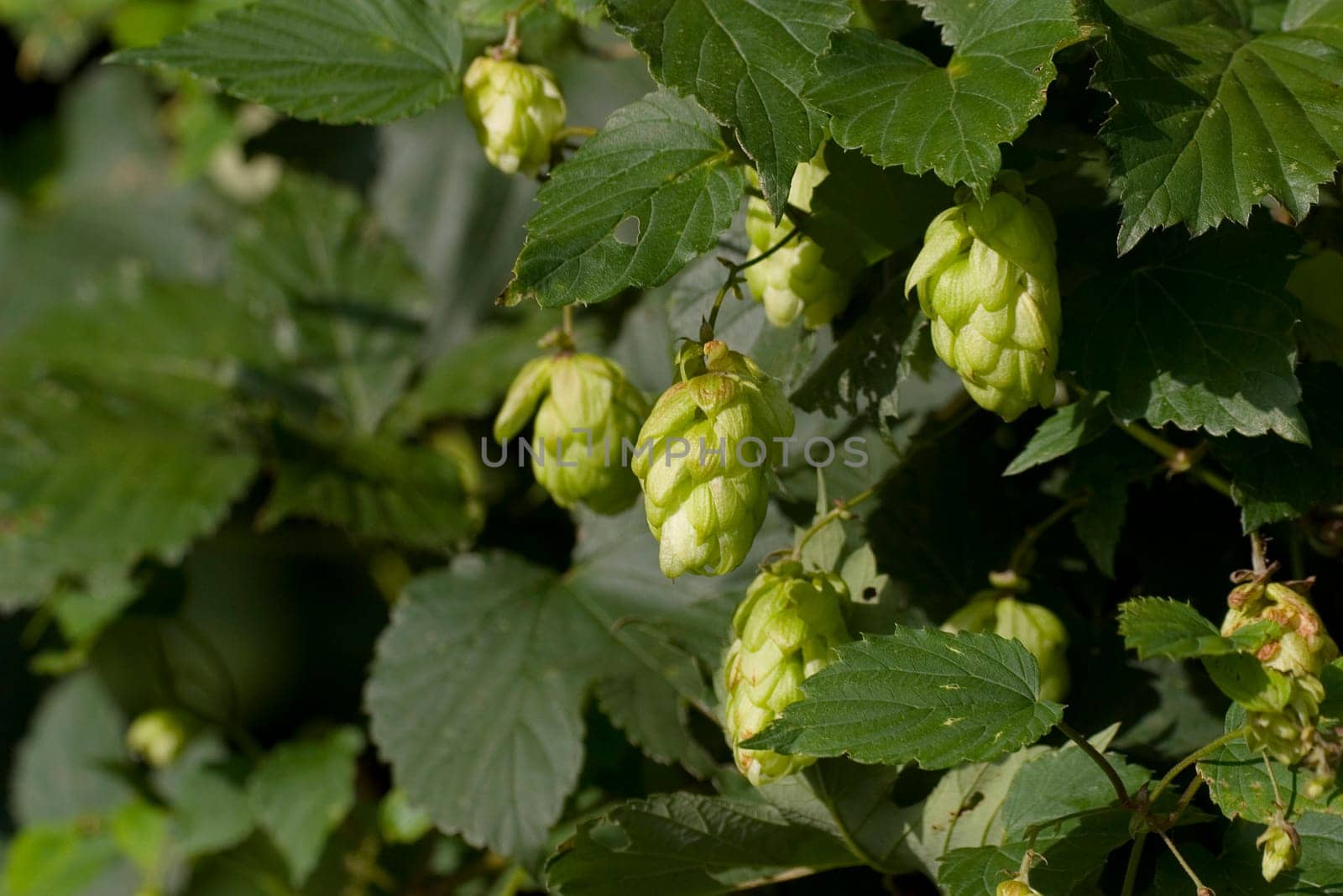 Hops in a natural habitat