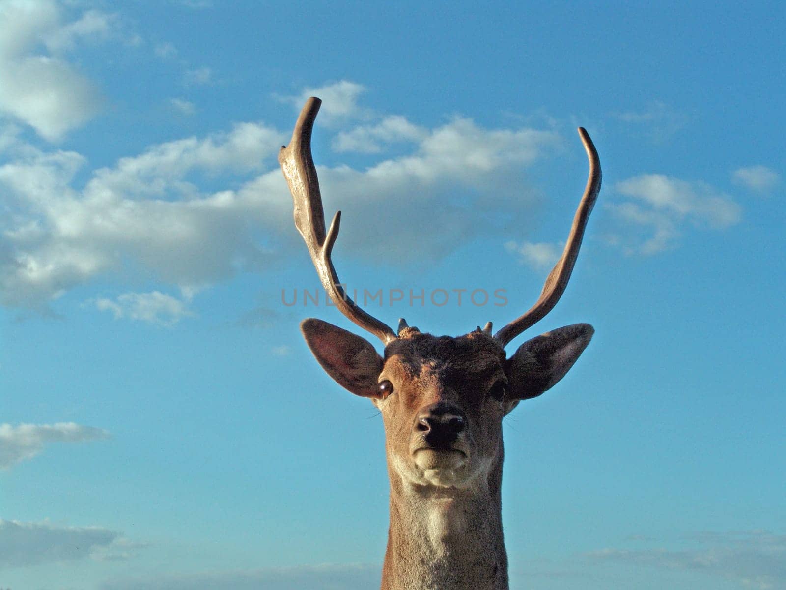 Fallow deer