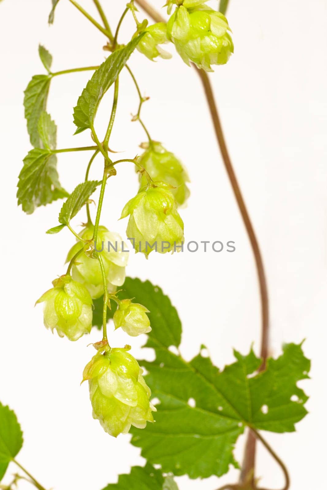 Hops on a white background