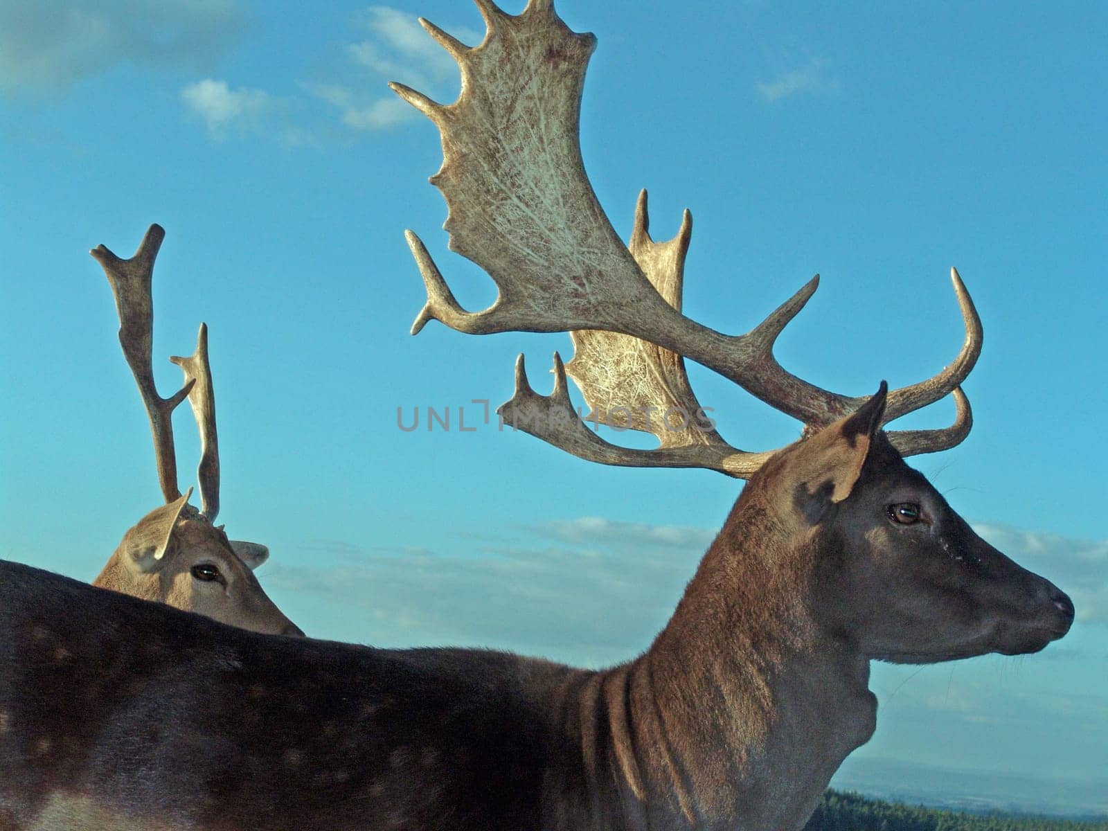 Fallow deer