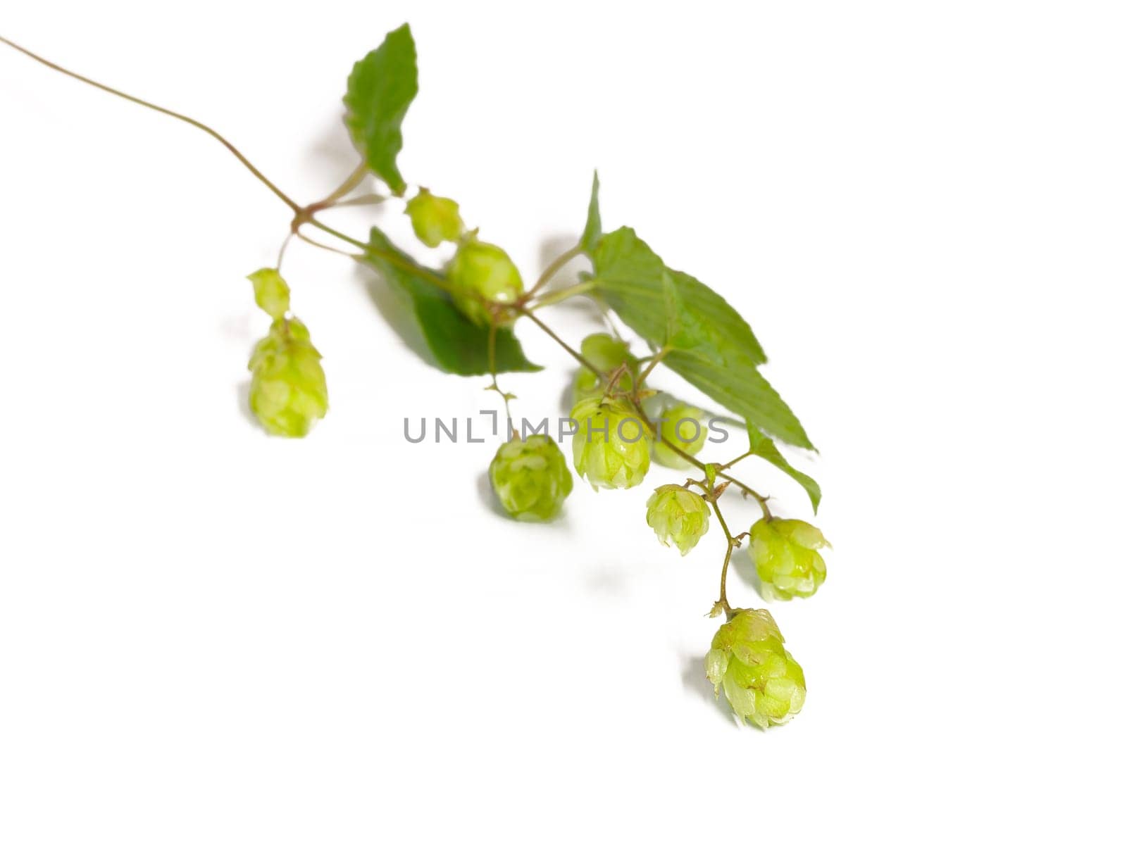 Montage from several individual images