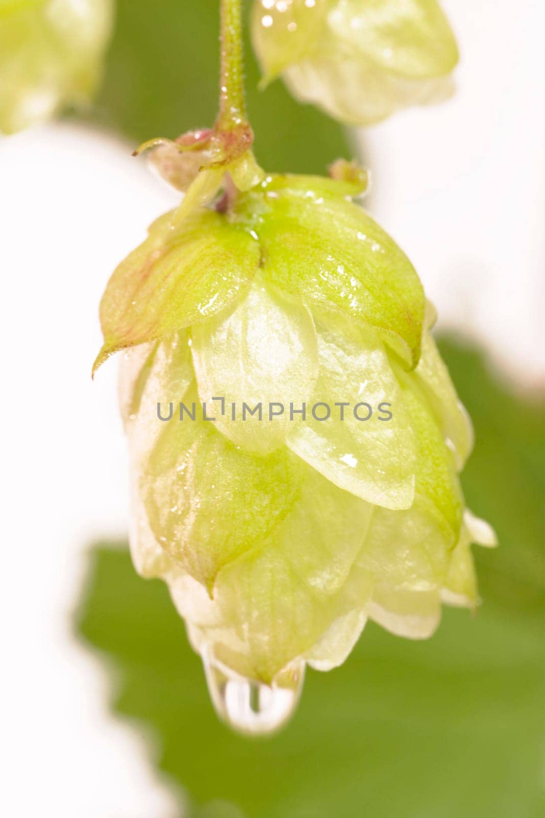 Hops on a white background