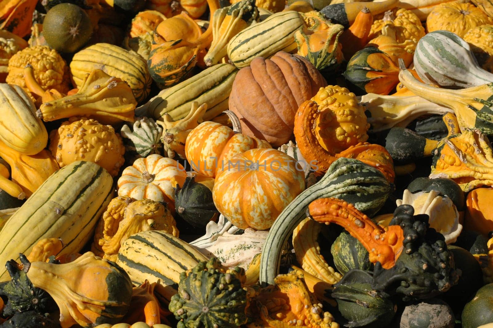 Pumpkin 1