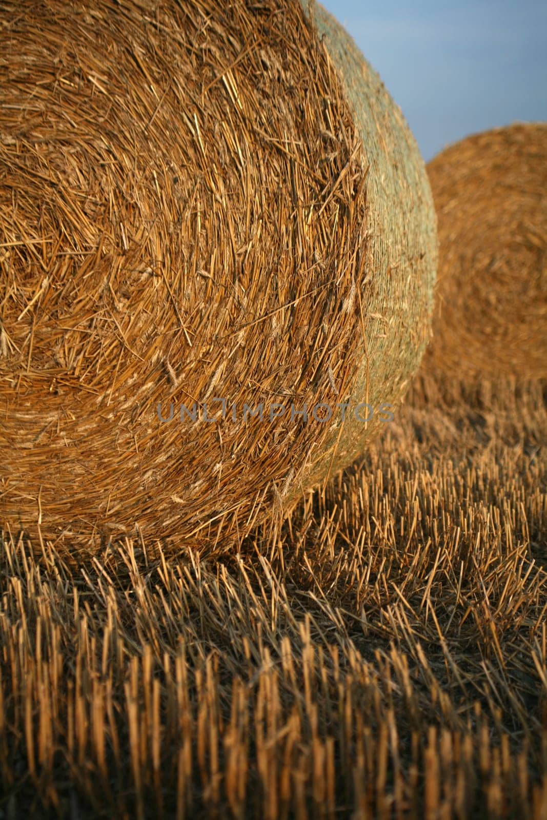 Bales on a stubble field