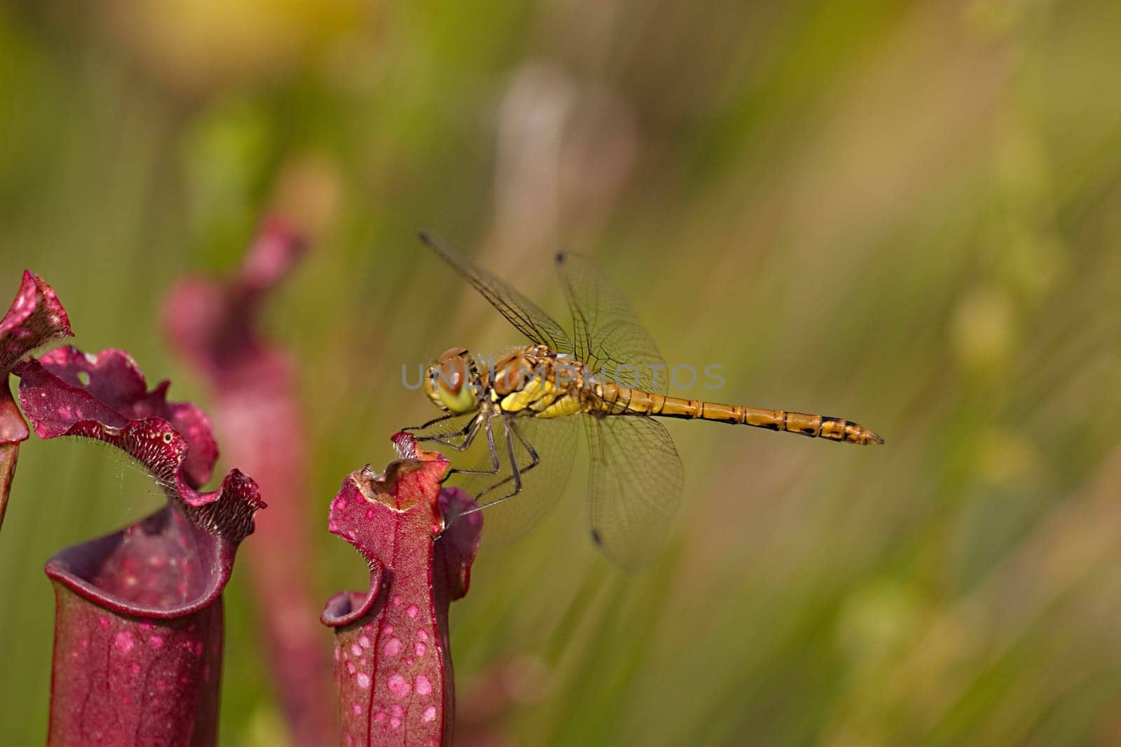Vagrant darter
