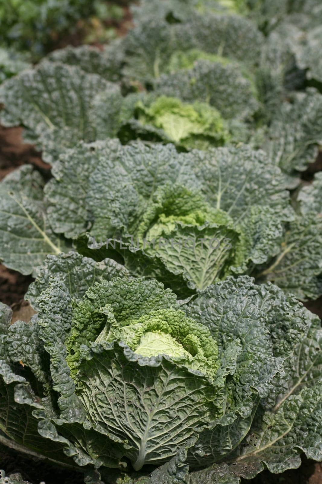 Heads of cabbage in a vegetable garden