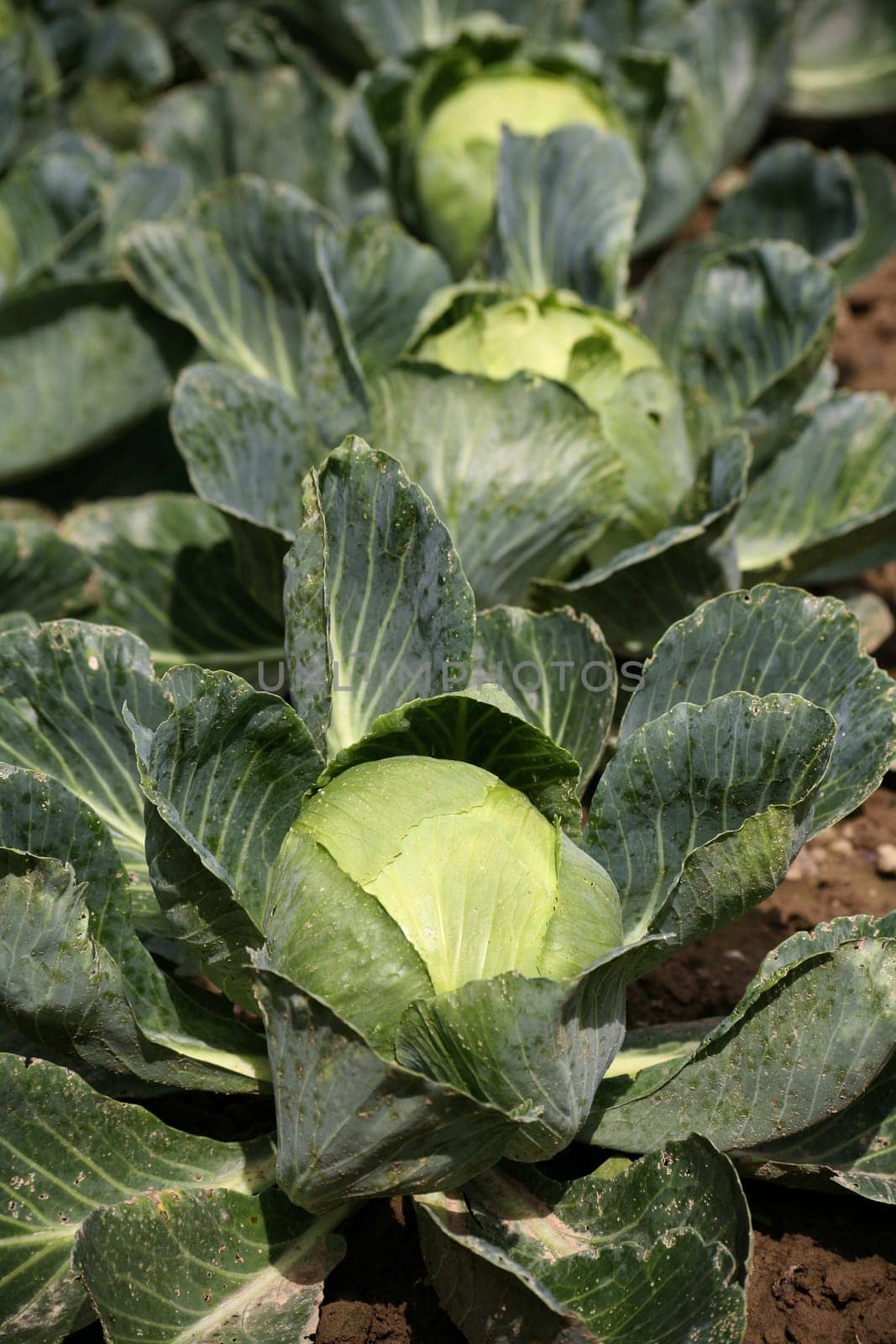 Heads of cabbage in a vegetable garden