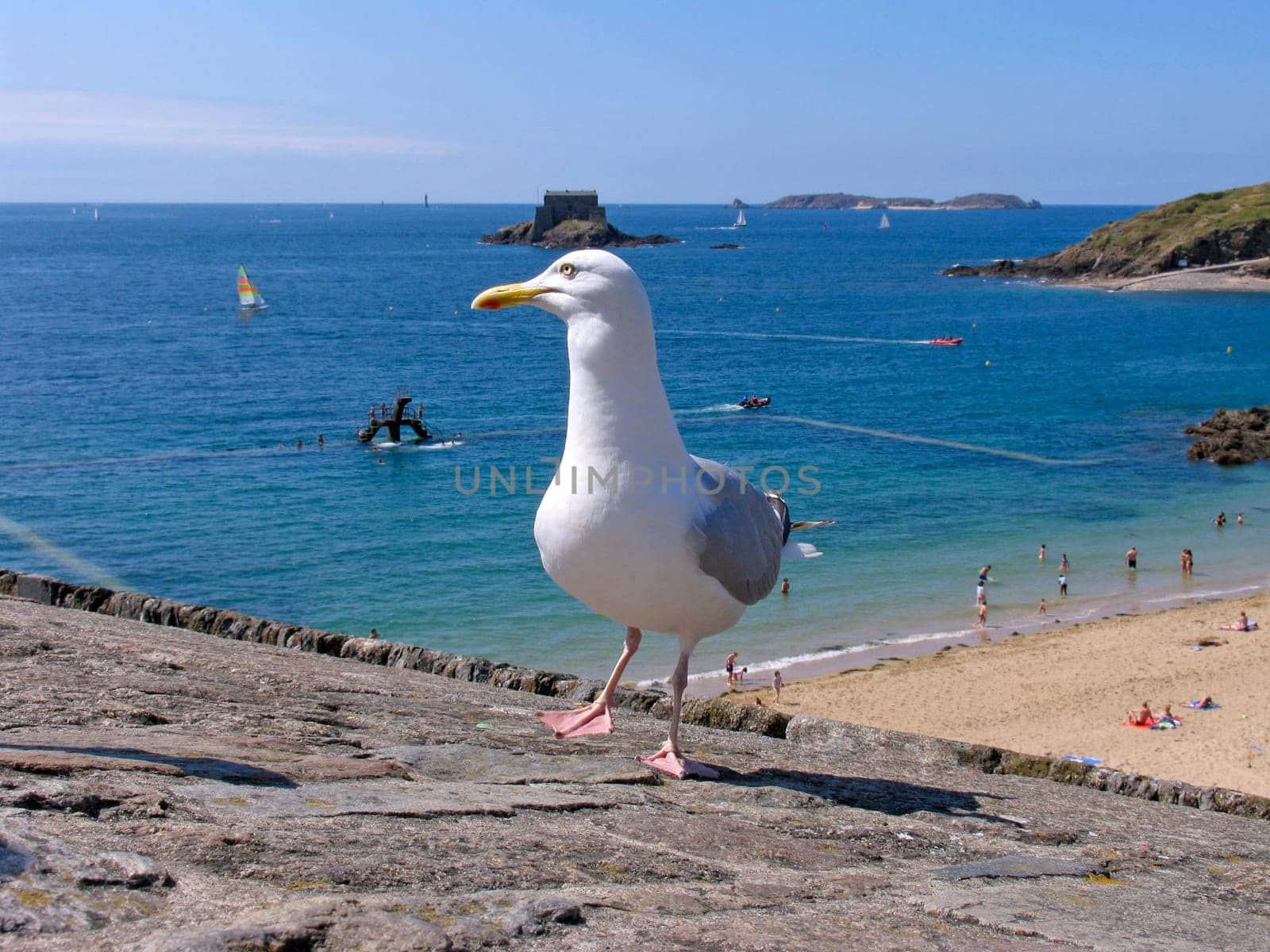 St-Malo,Seagull