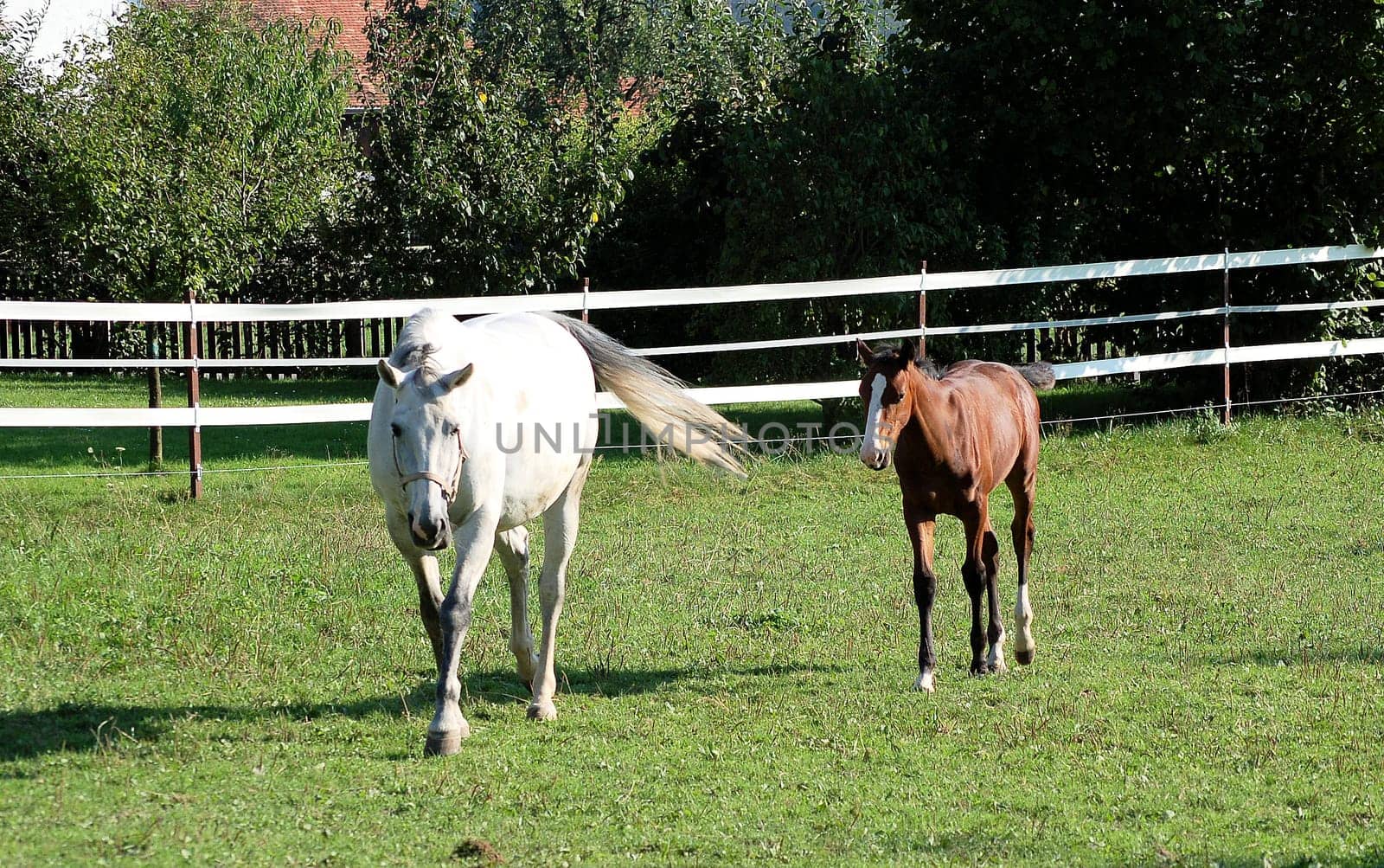 Dam mare with foal 2