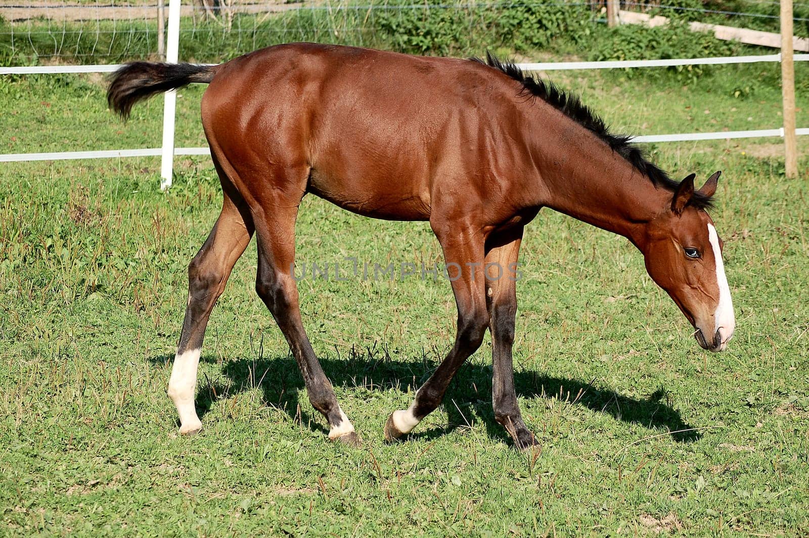 Both foals are 4 months old.