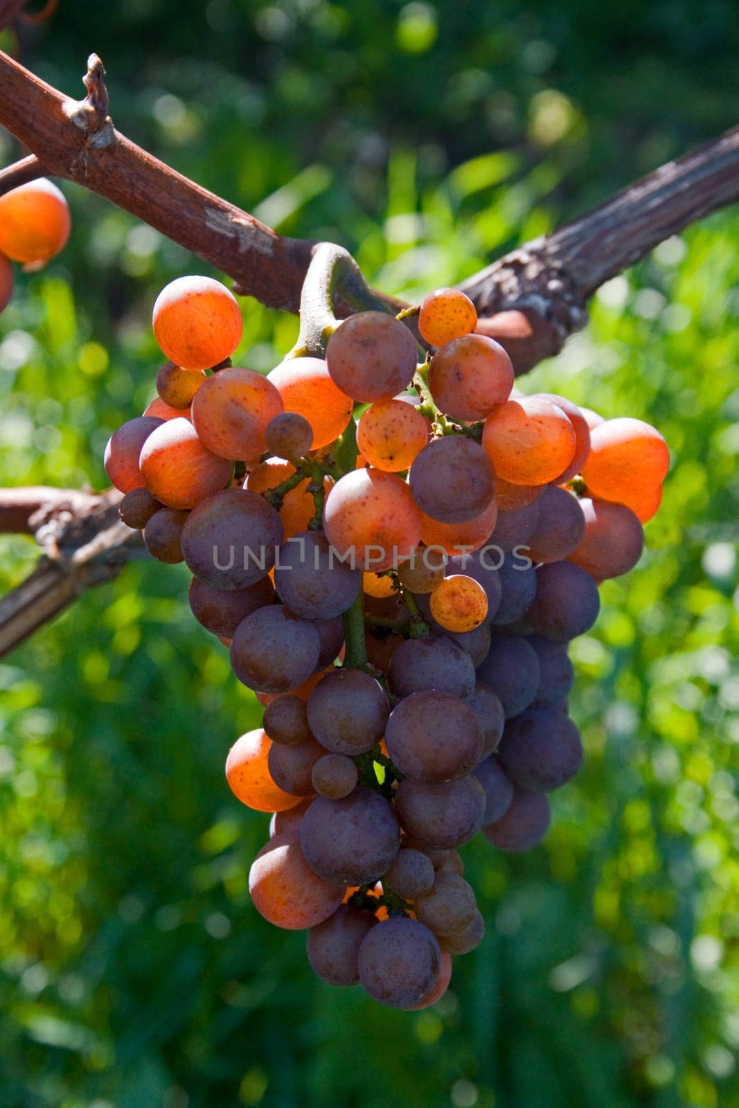Grape