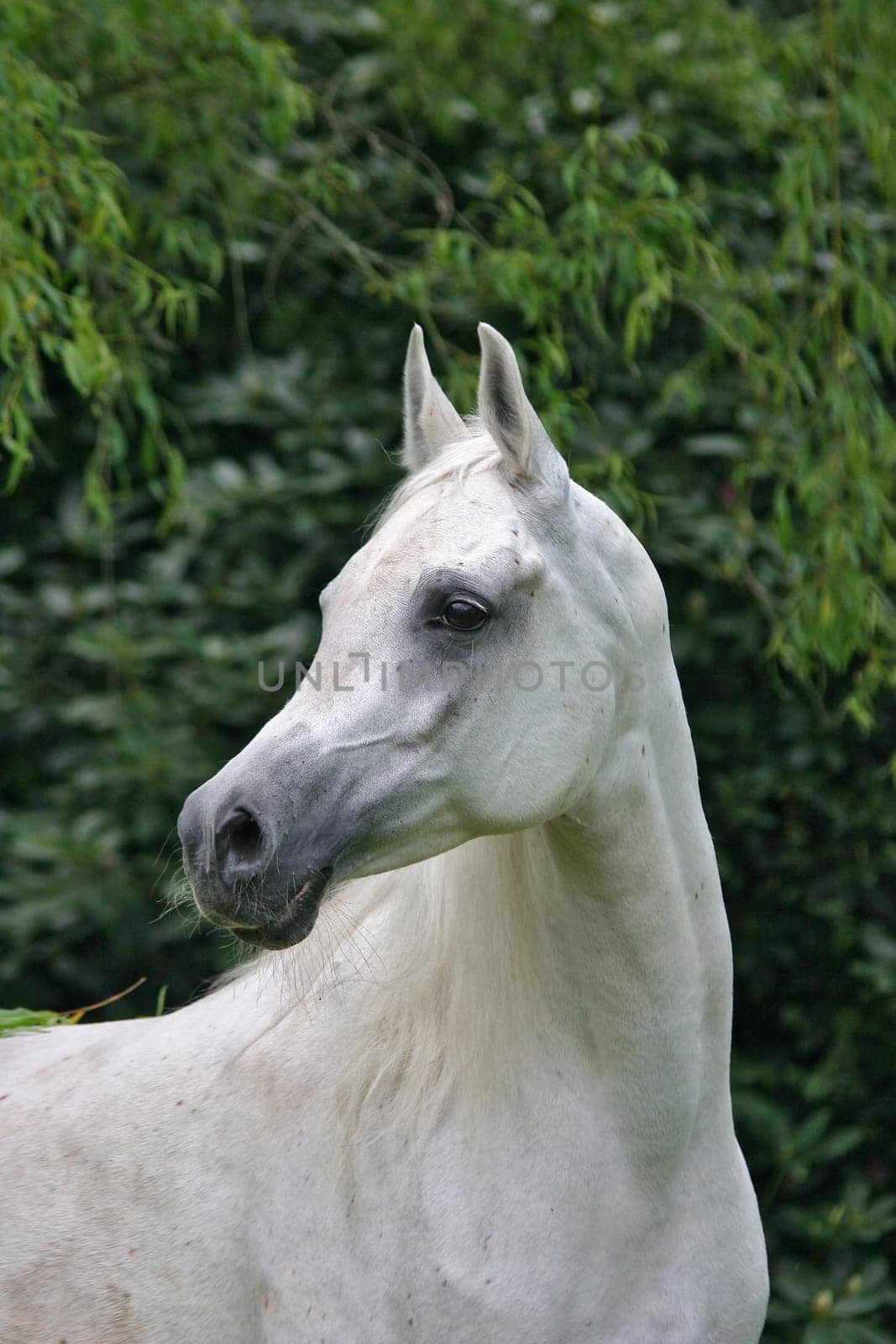Noble