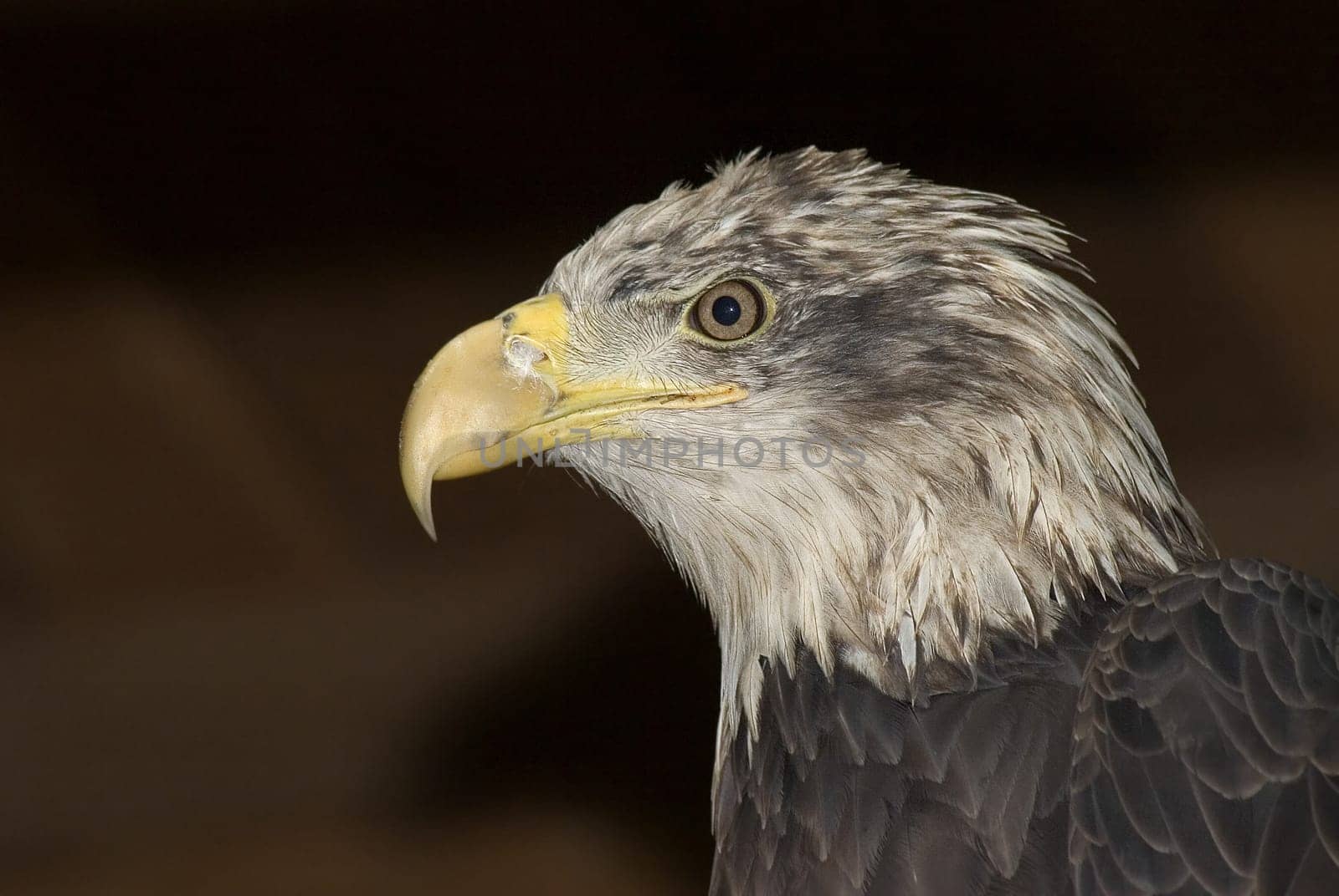 Young bald eagle