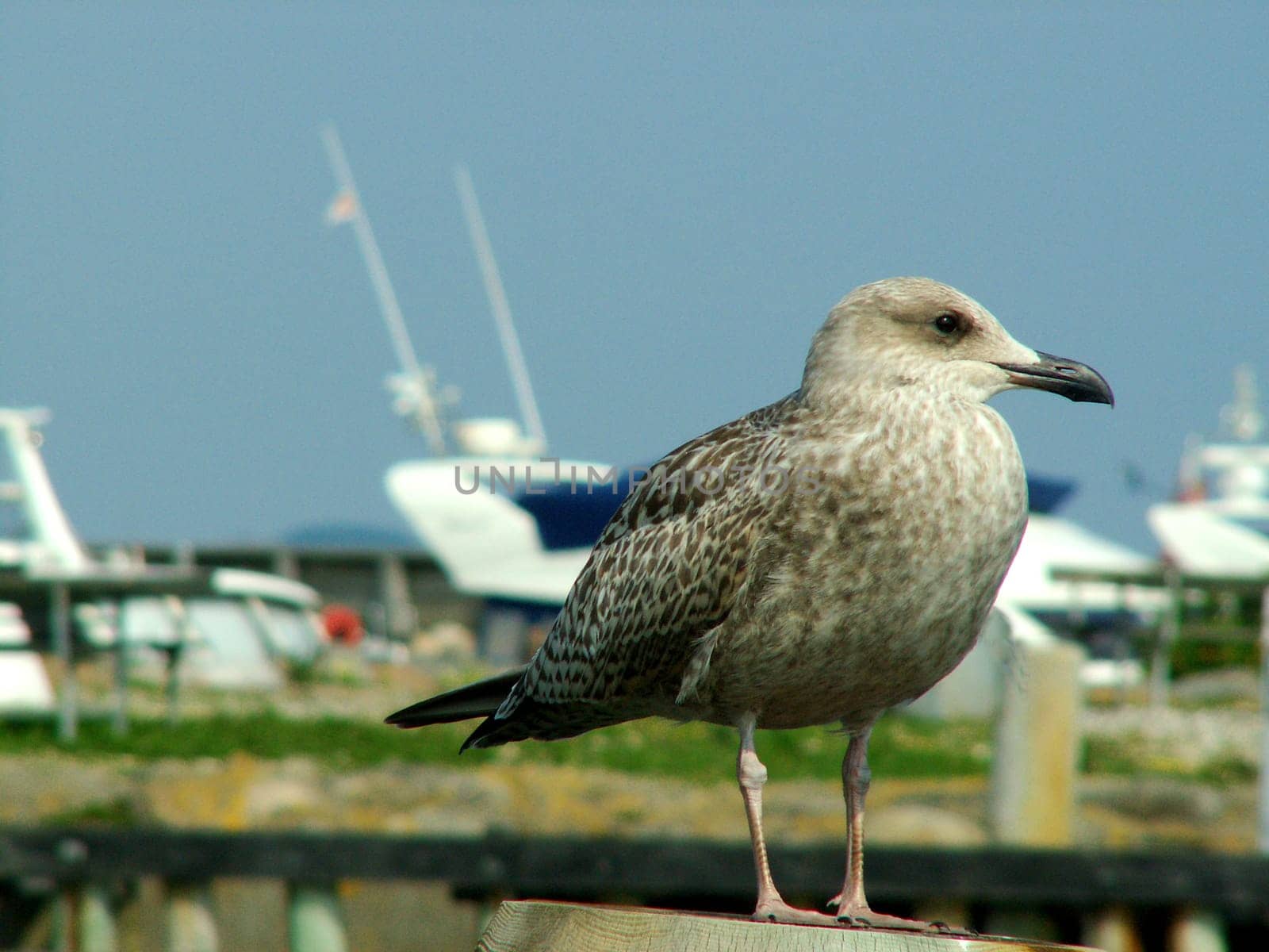 Harbor Gull