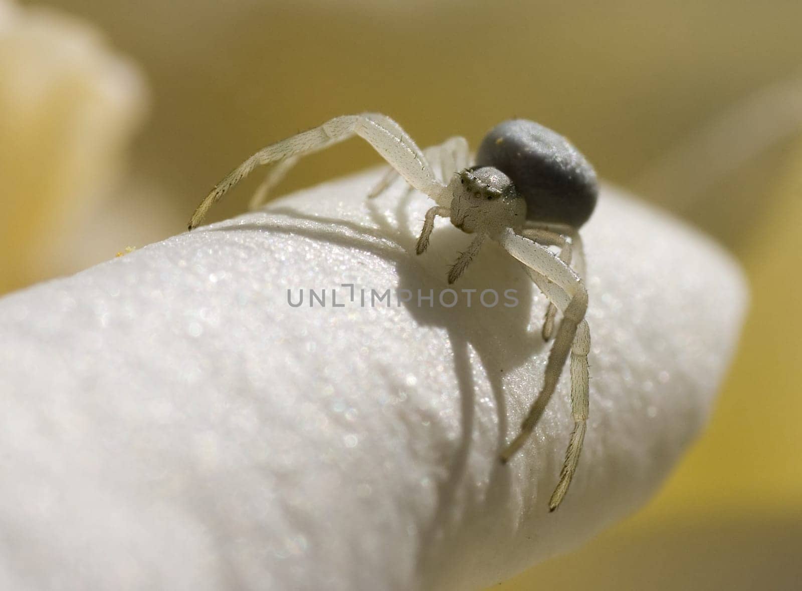 Spider