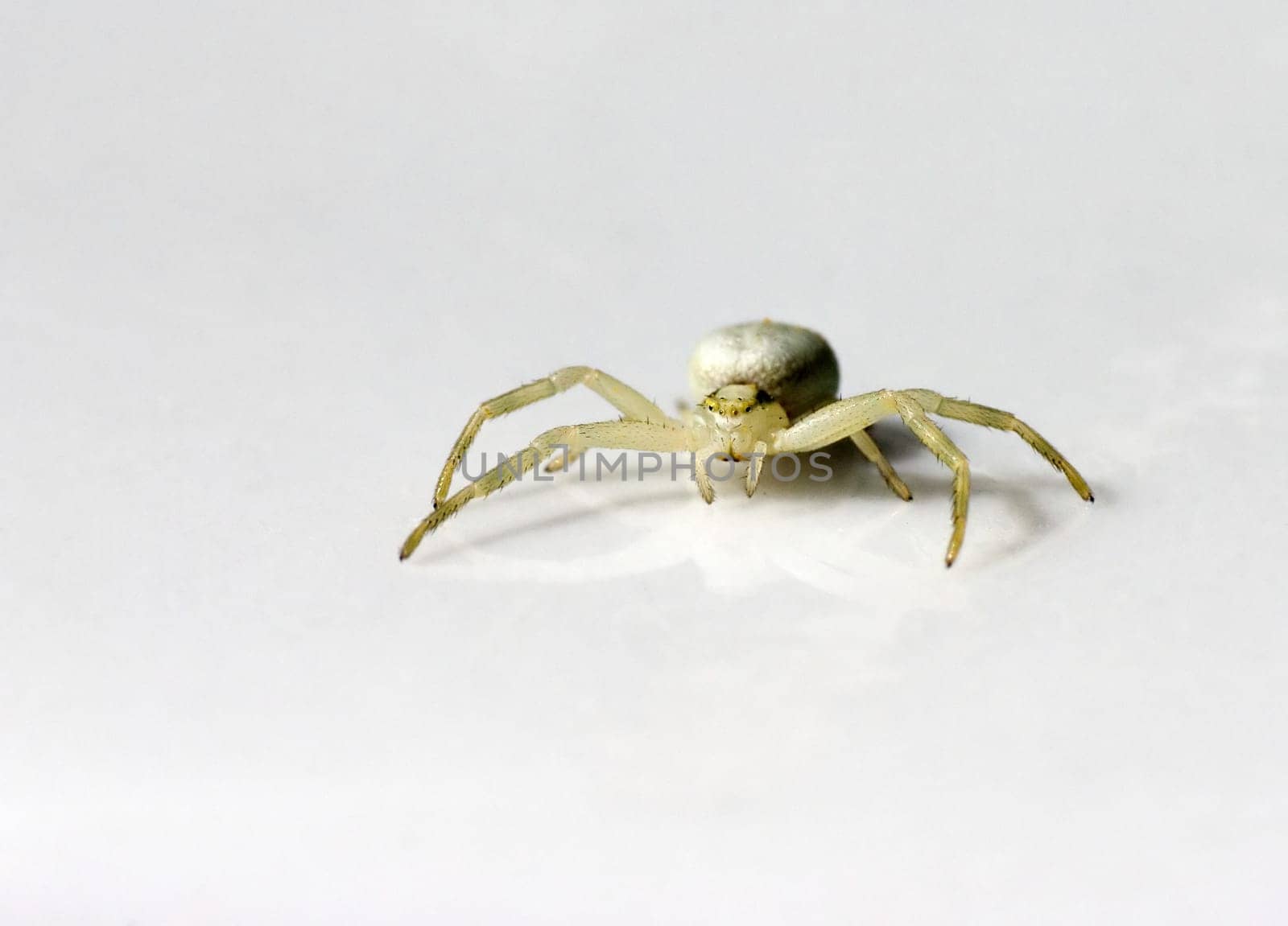 Spider II