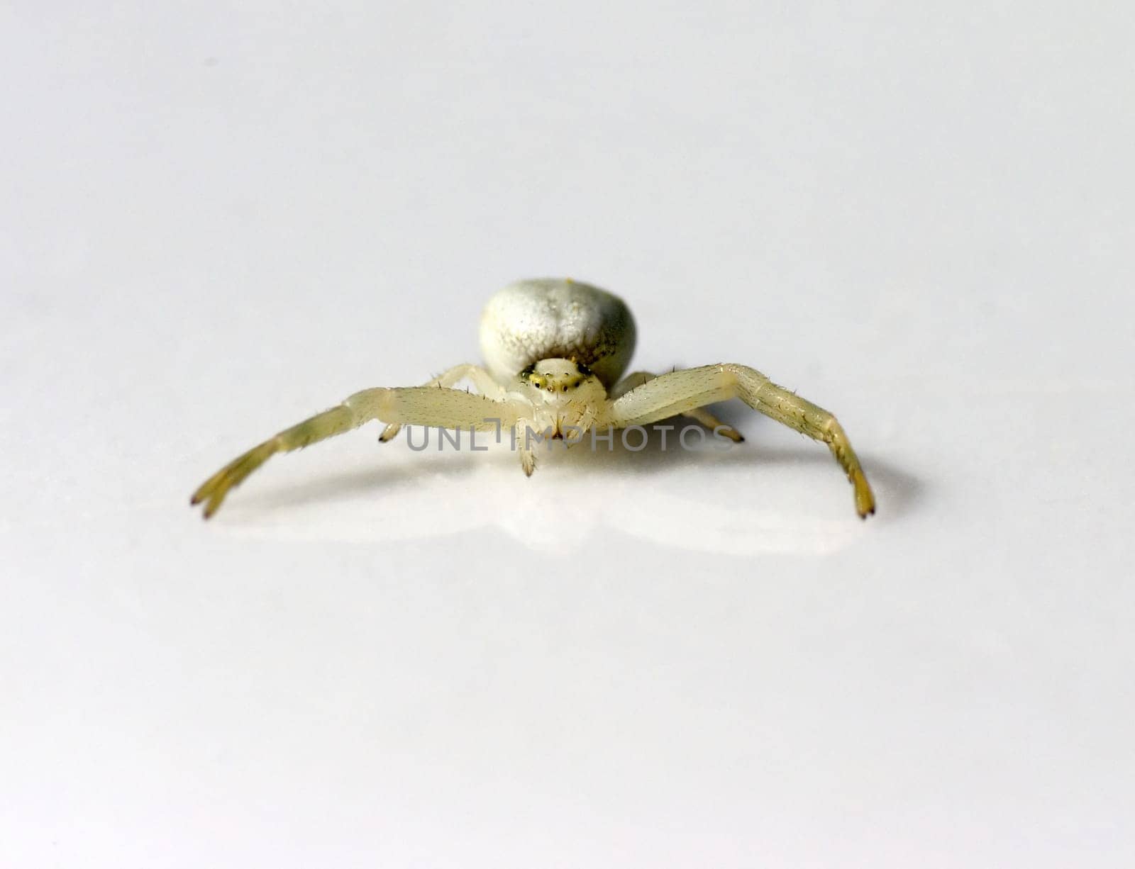 Macro Spider