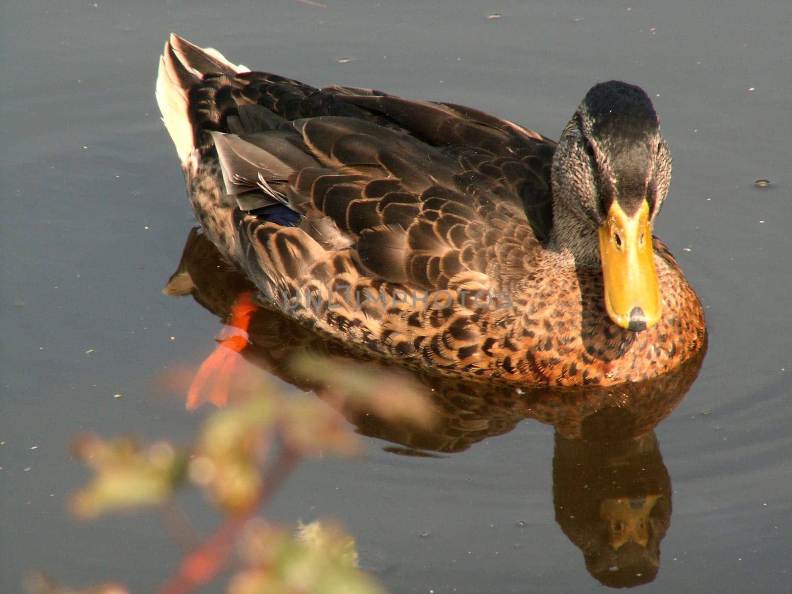 Mallard