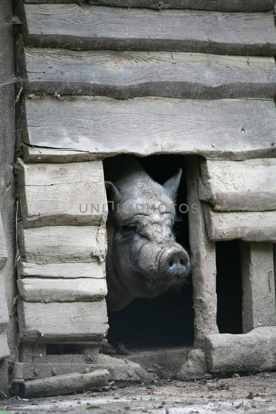 Pot-bellied pig in his barn