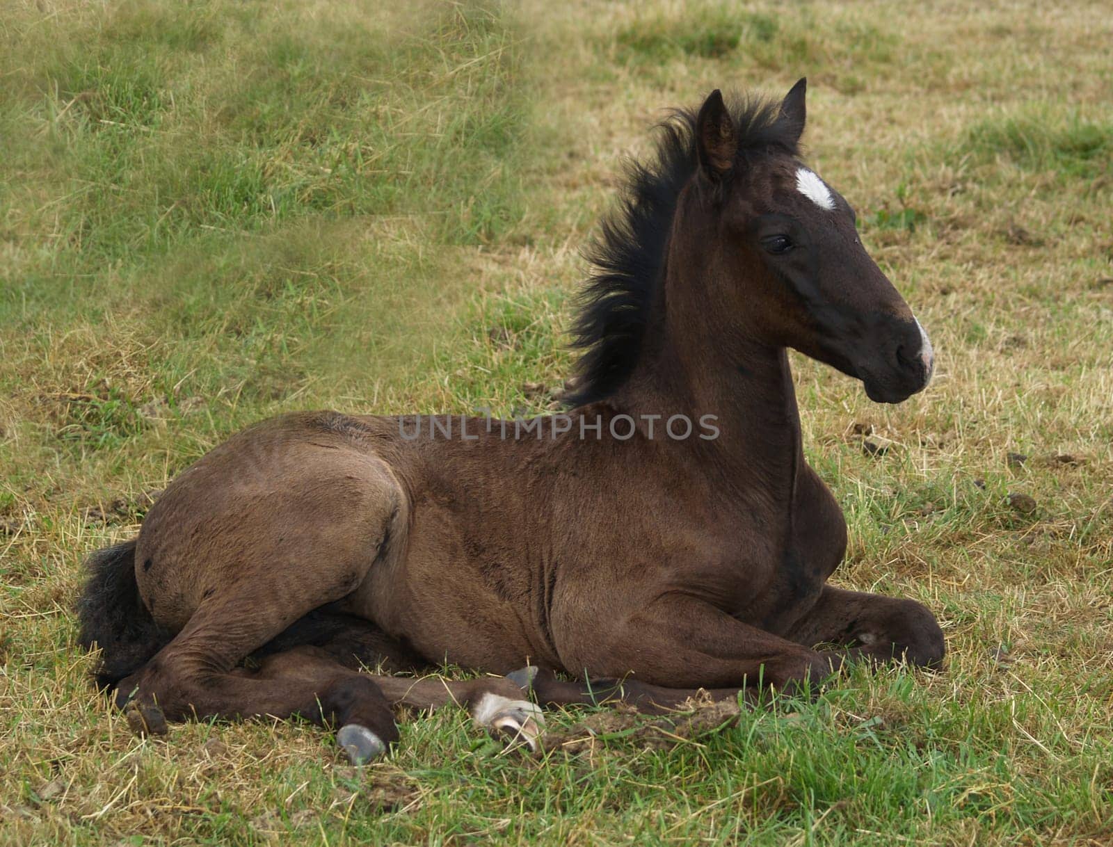 Foal