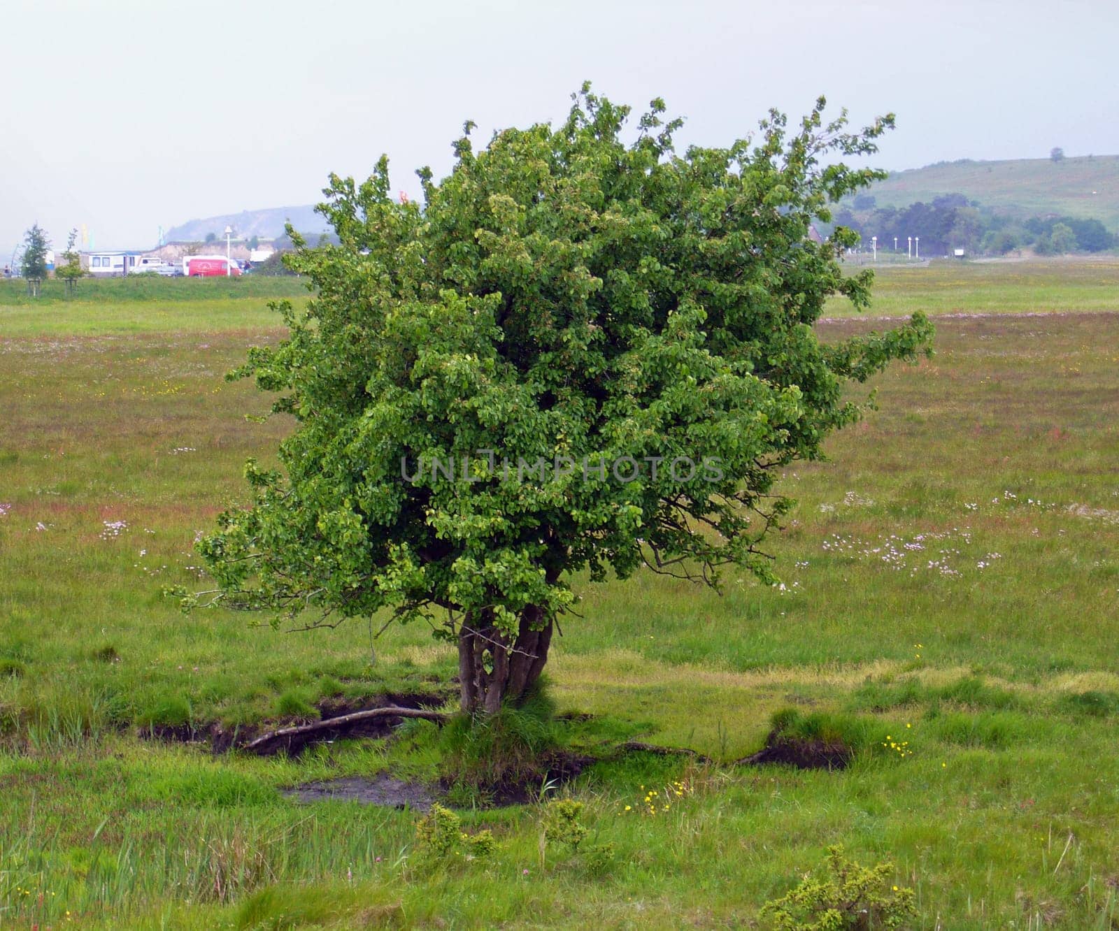 tree without christmas