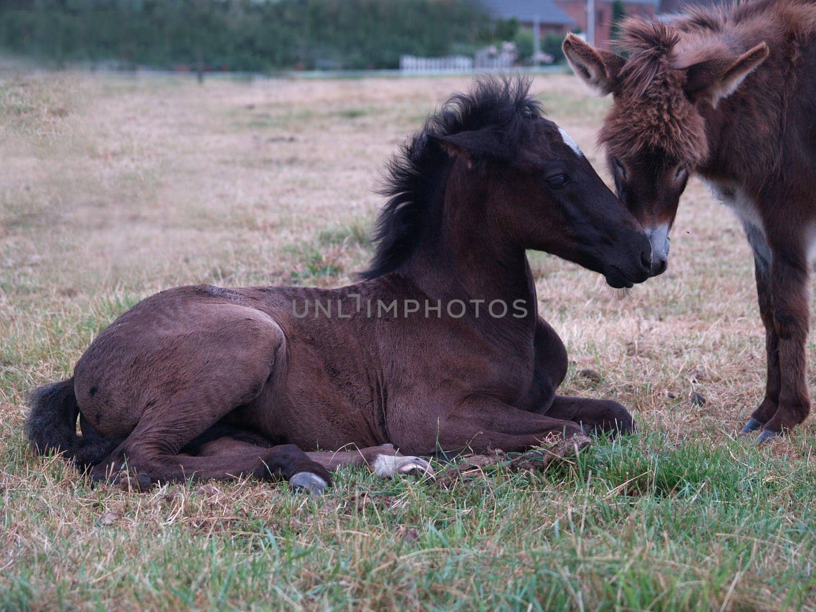 Foal and donkey make friends