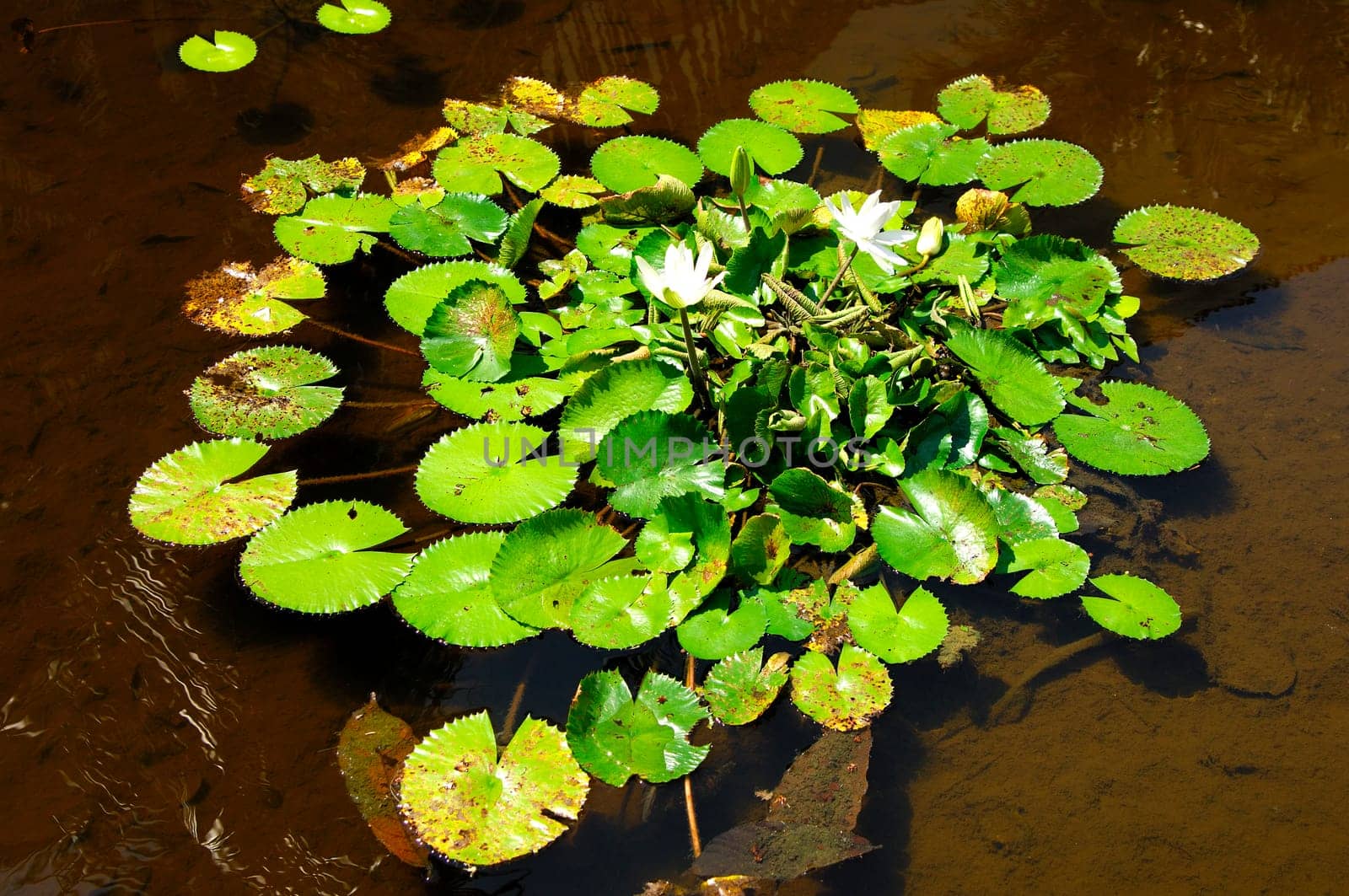 White water lilies Nymphaea alba