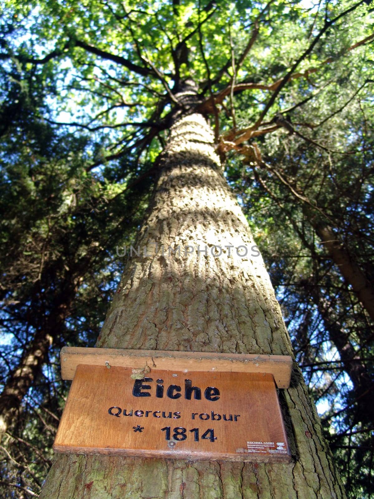 Oak