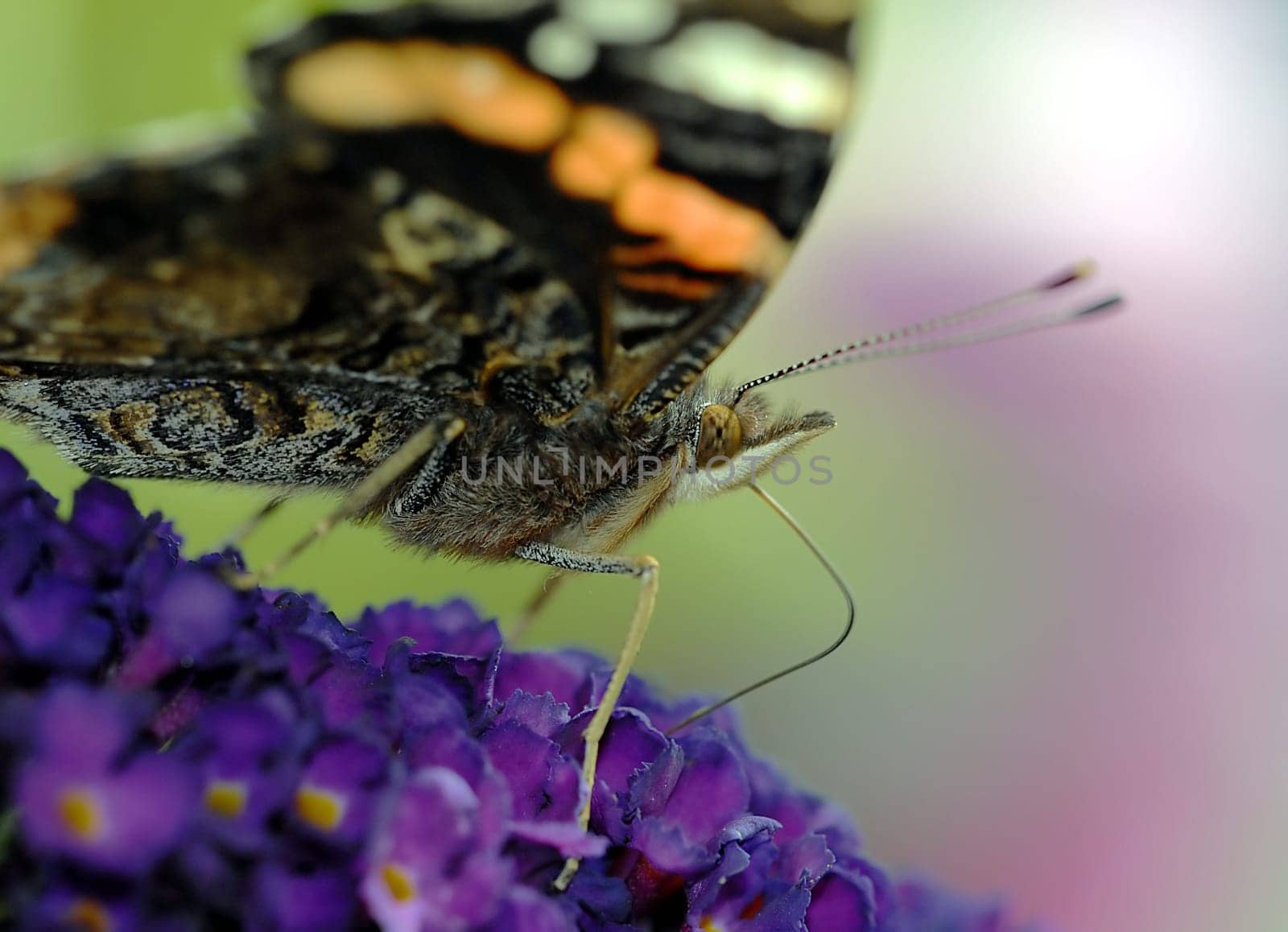 Numerous species of butterflies specialize in certain plants and their flowers. As a result,the plants are also dependent on the moths,because only they can pollinate the specially shaped flowers.