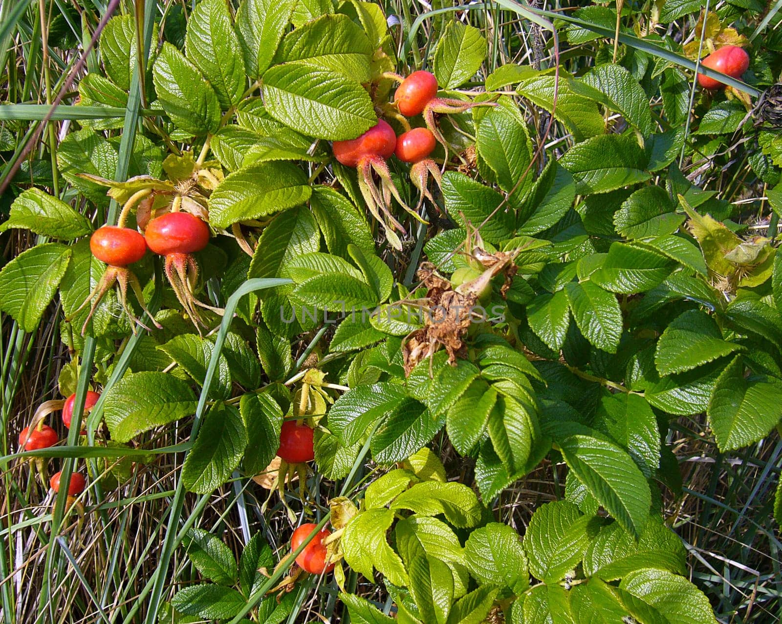 Rose hip