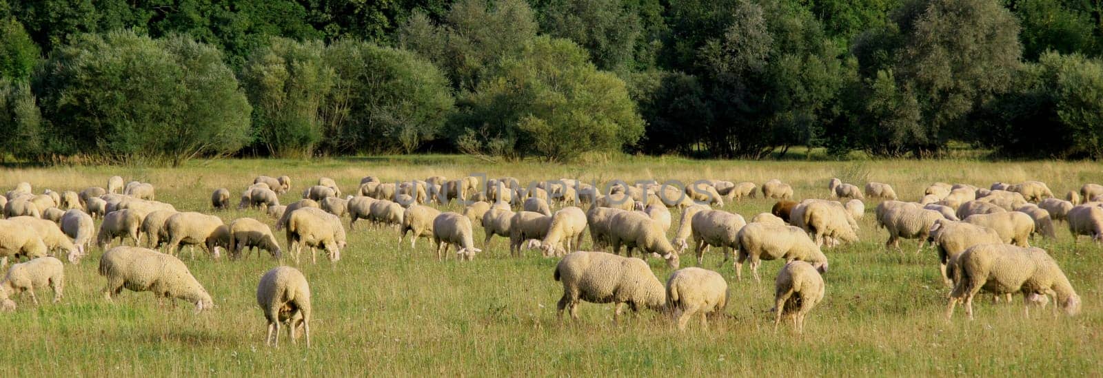 Flock of sheep