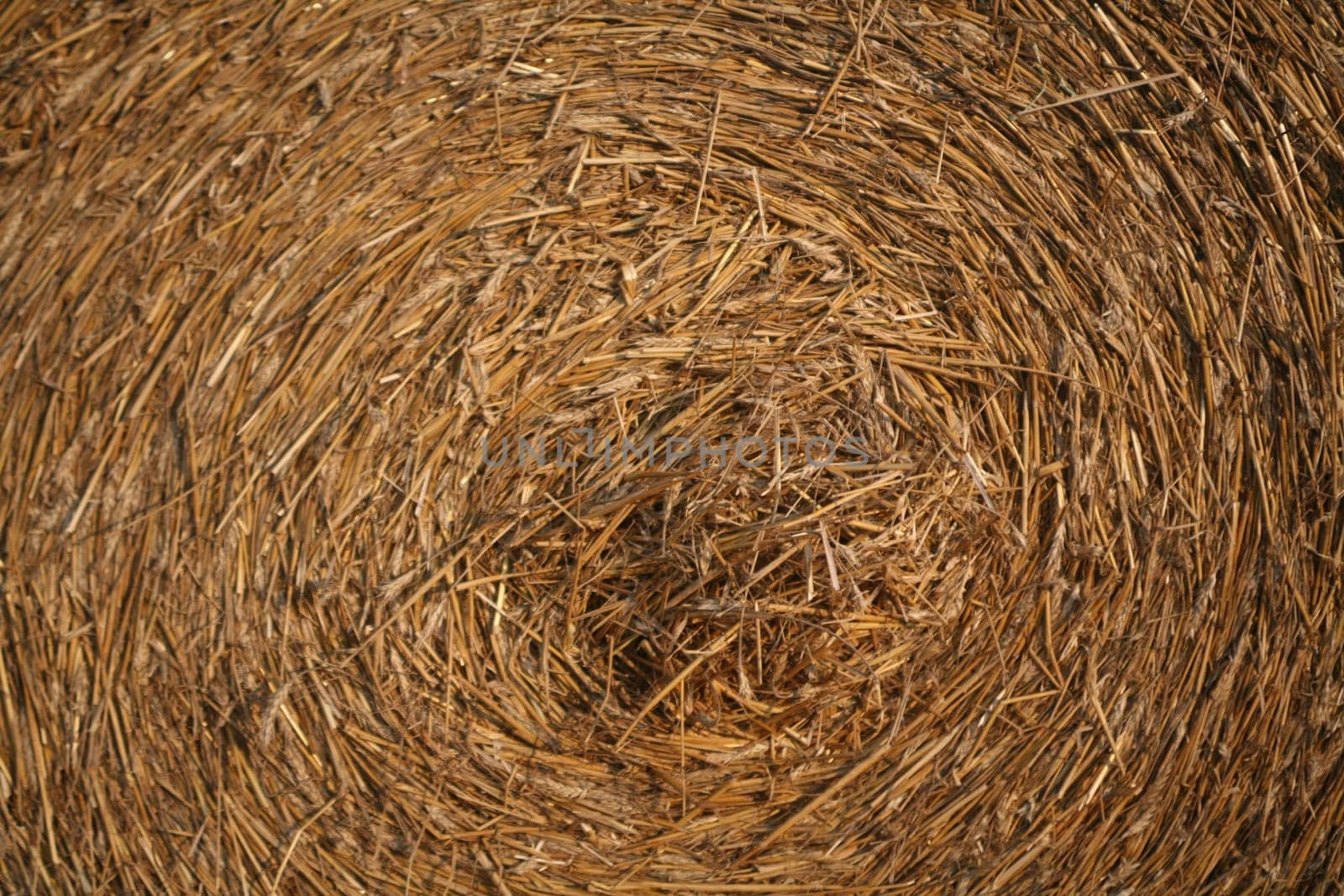 Bales on a stubble field