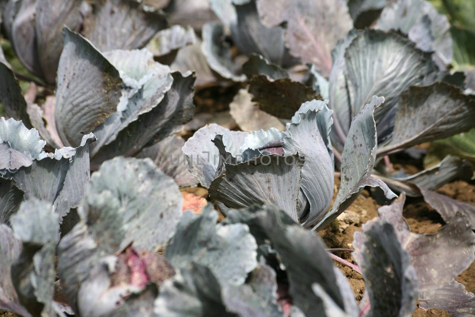Growing vegetable cabbage