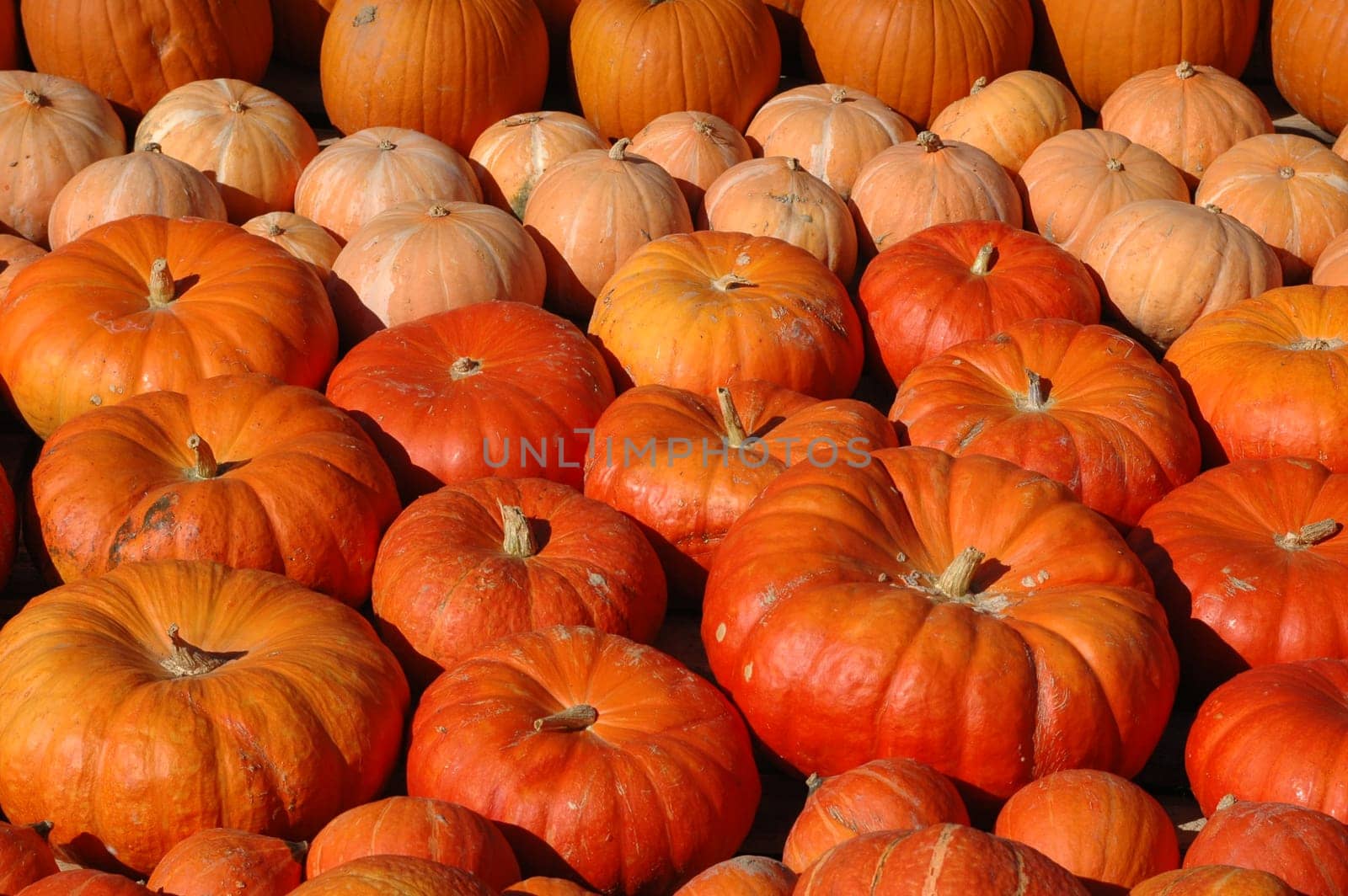 Pumpkin 3