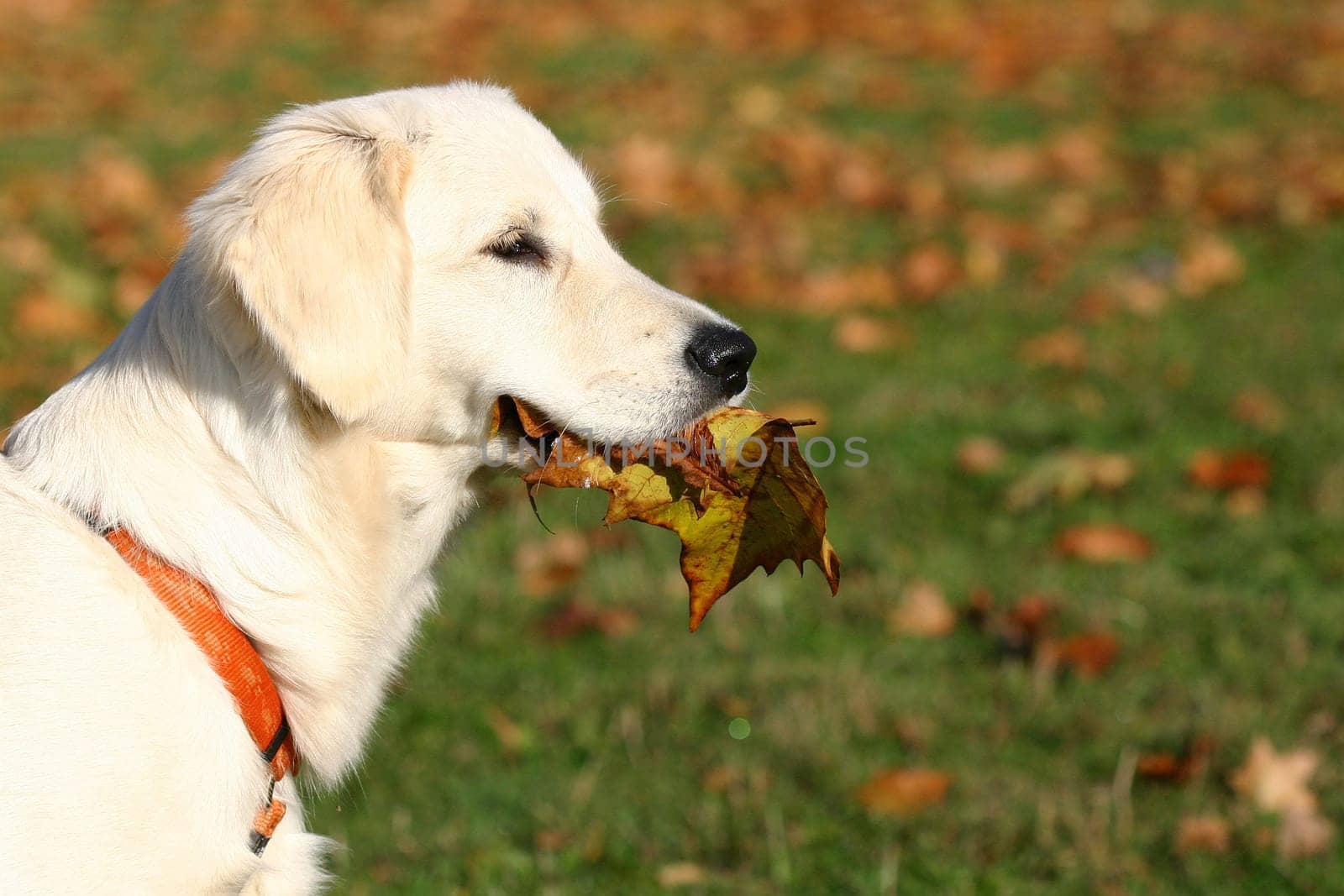 Autumn Treats II