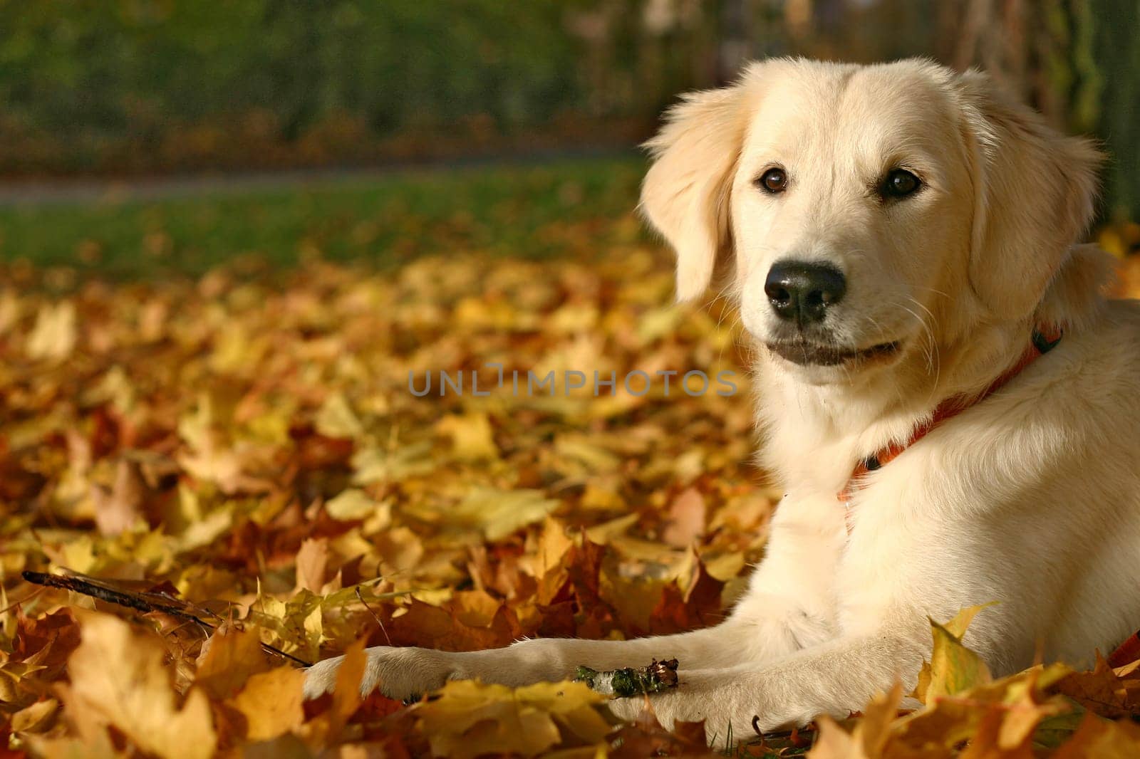 Golden Autumn