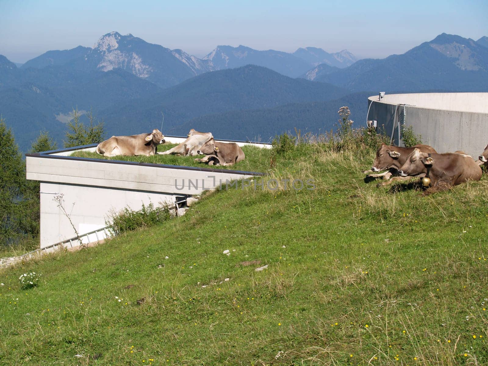 Cows in Bavaria