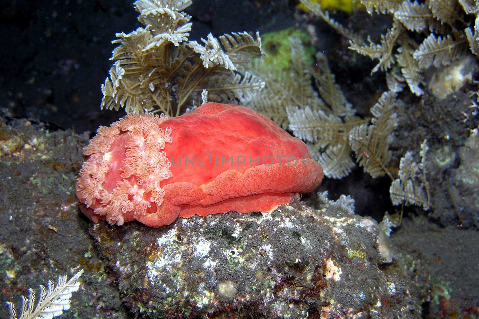 The buttocks of a fleeing Spanish dancer. Small shrimp often live on their abdomen.