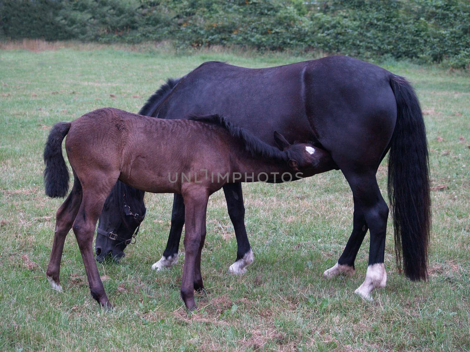 Foal and dam mare