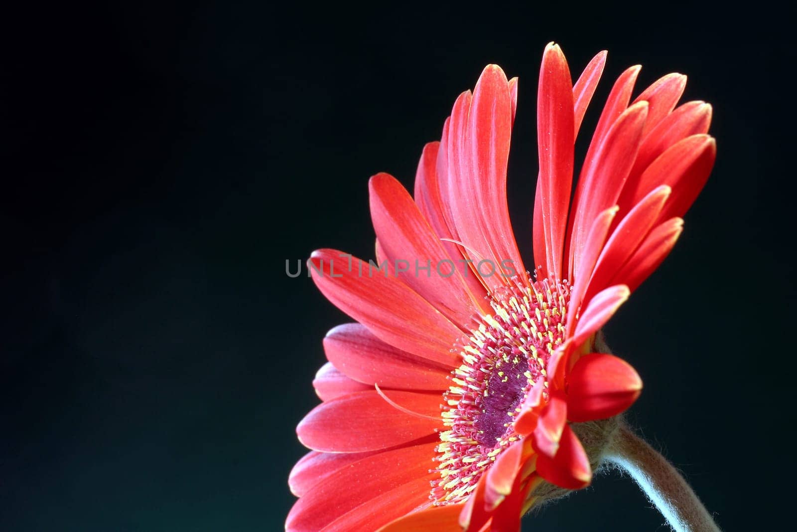 Gerberas in red-orange