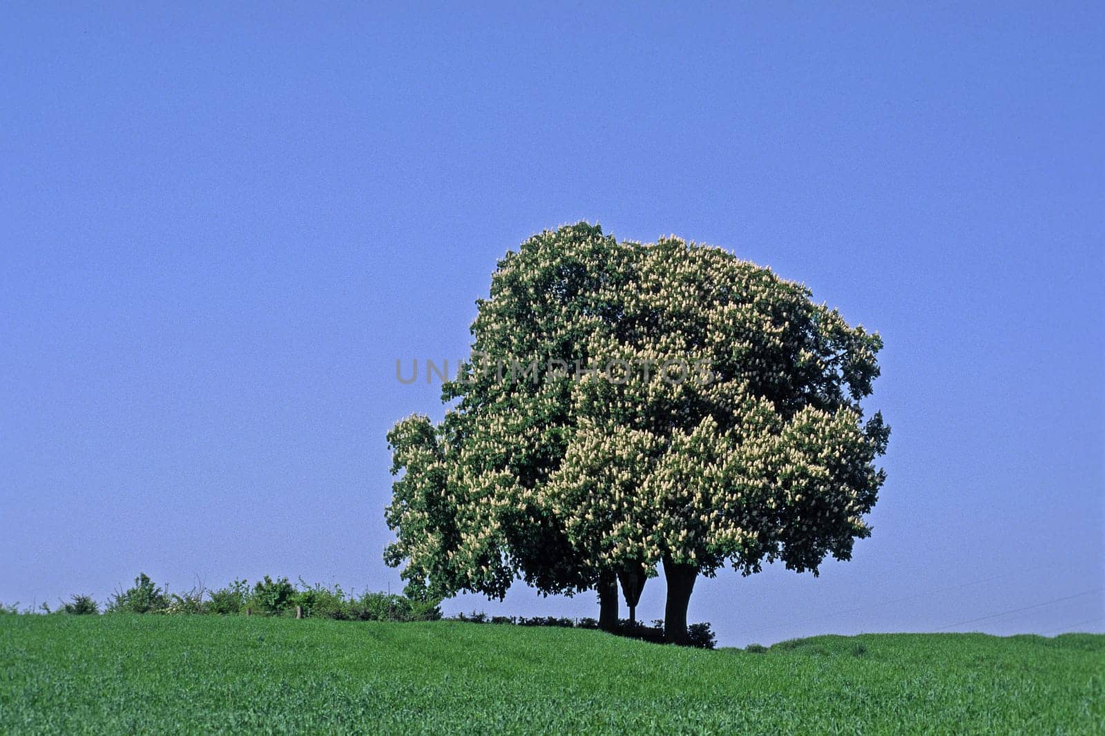 Aesculus hippocastanum,Common horse chestnut