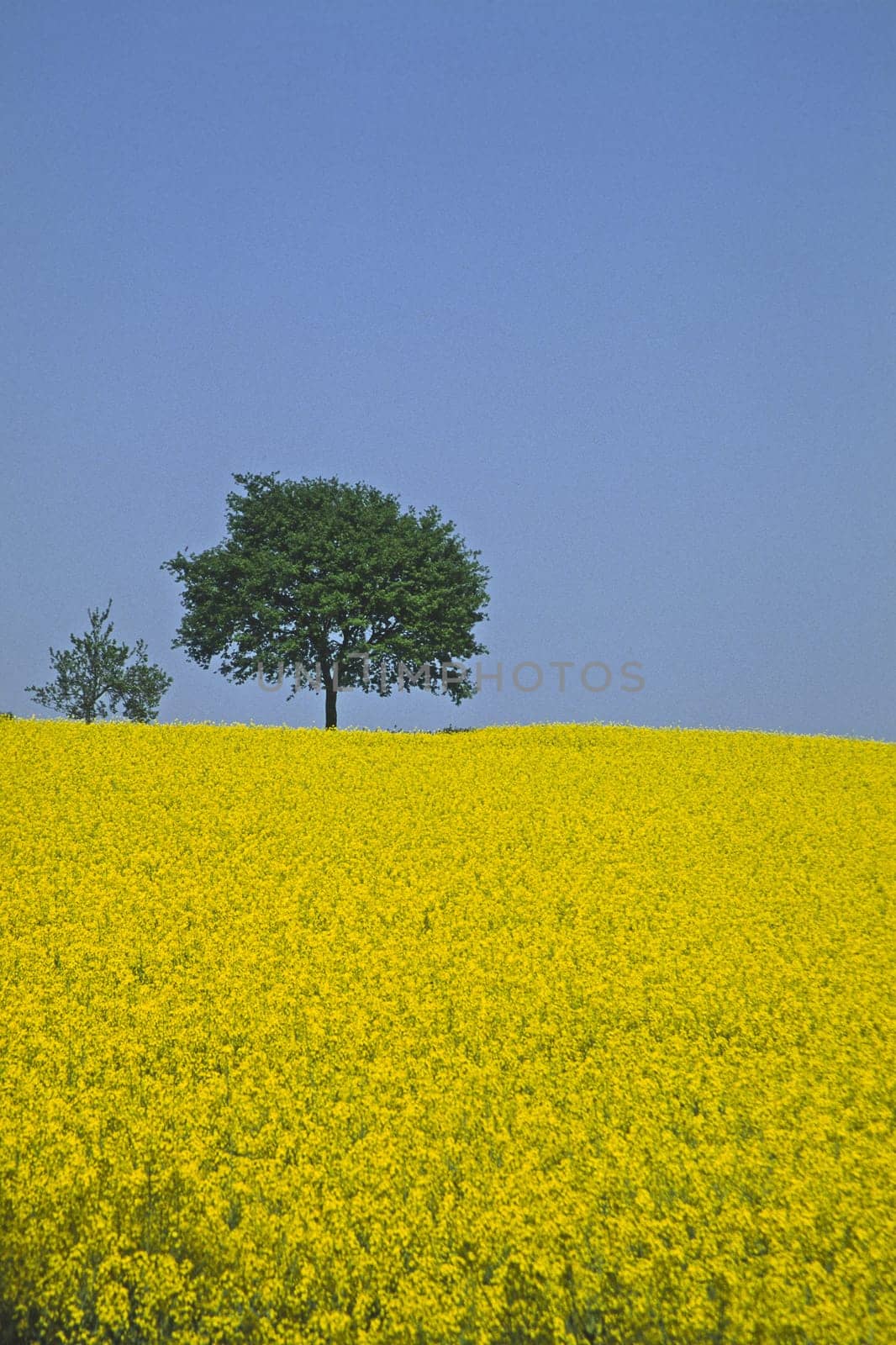 Tree,rapeseed field,near Holperdorp